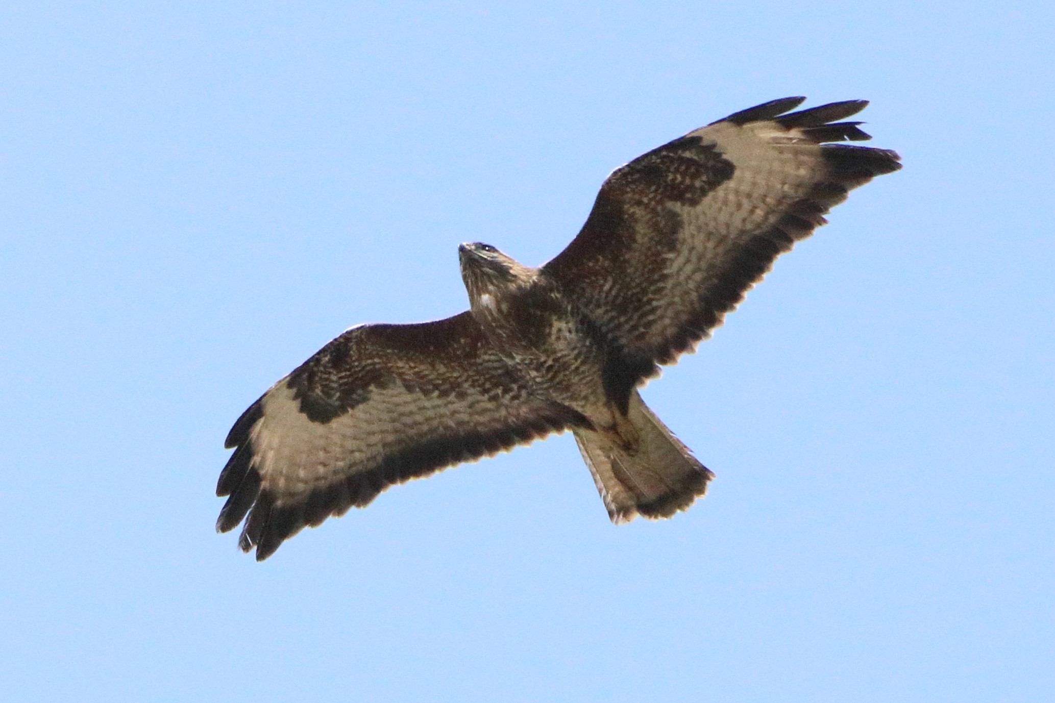 Buzzard