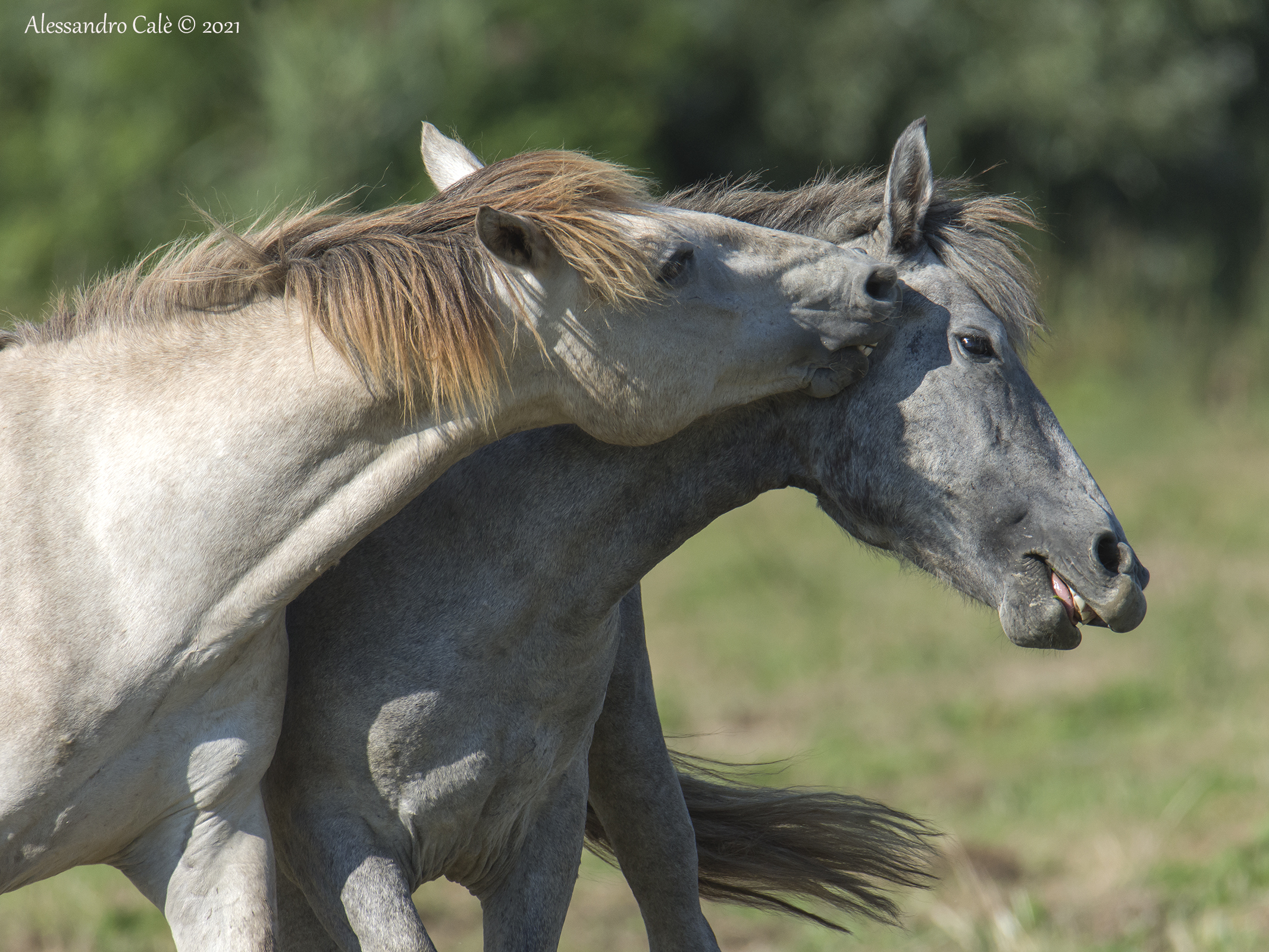 Cavalli della Camargue 8664