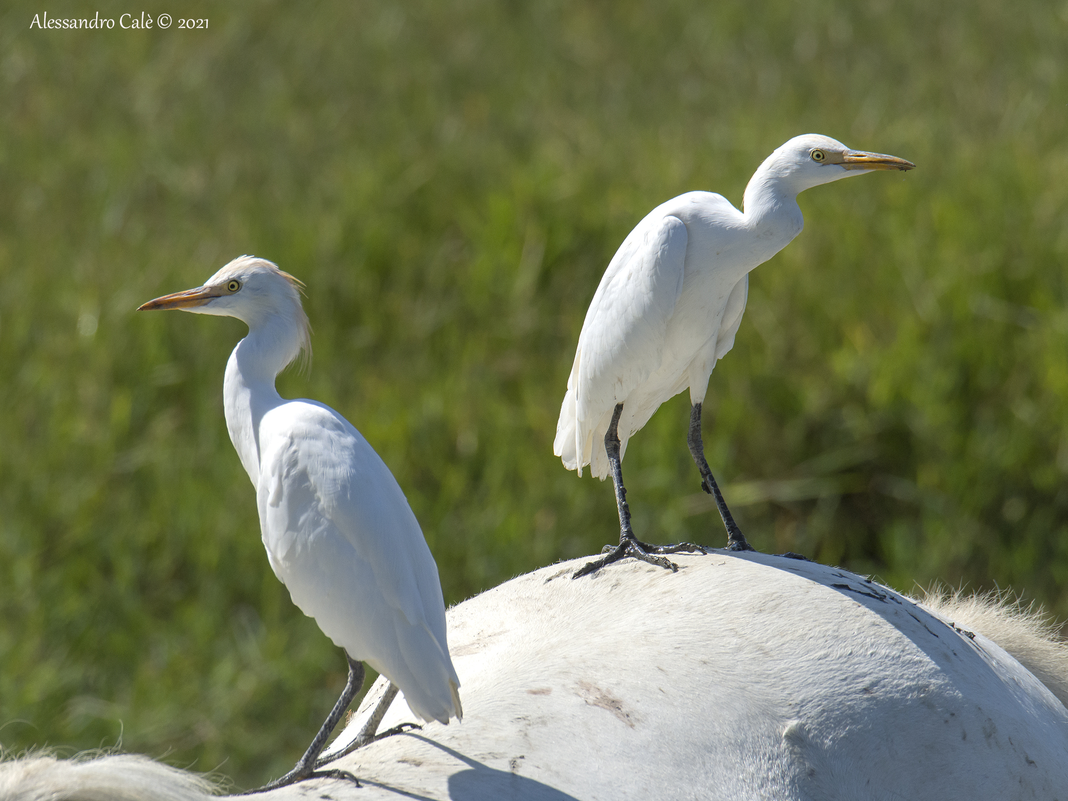 Bubulcus ibis (Heron, Bubulus) 8845