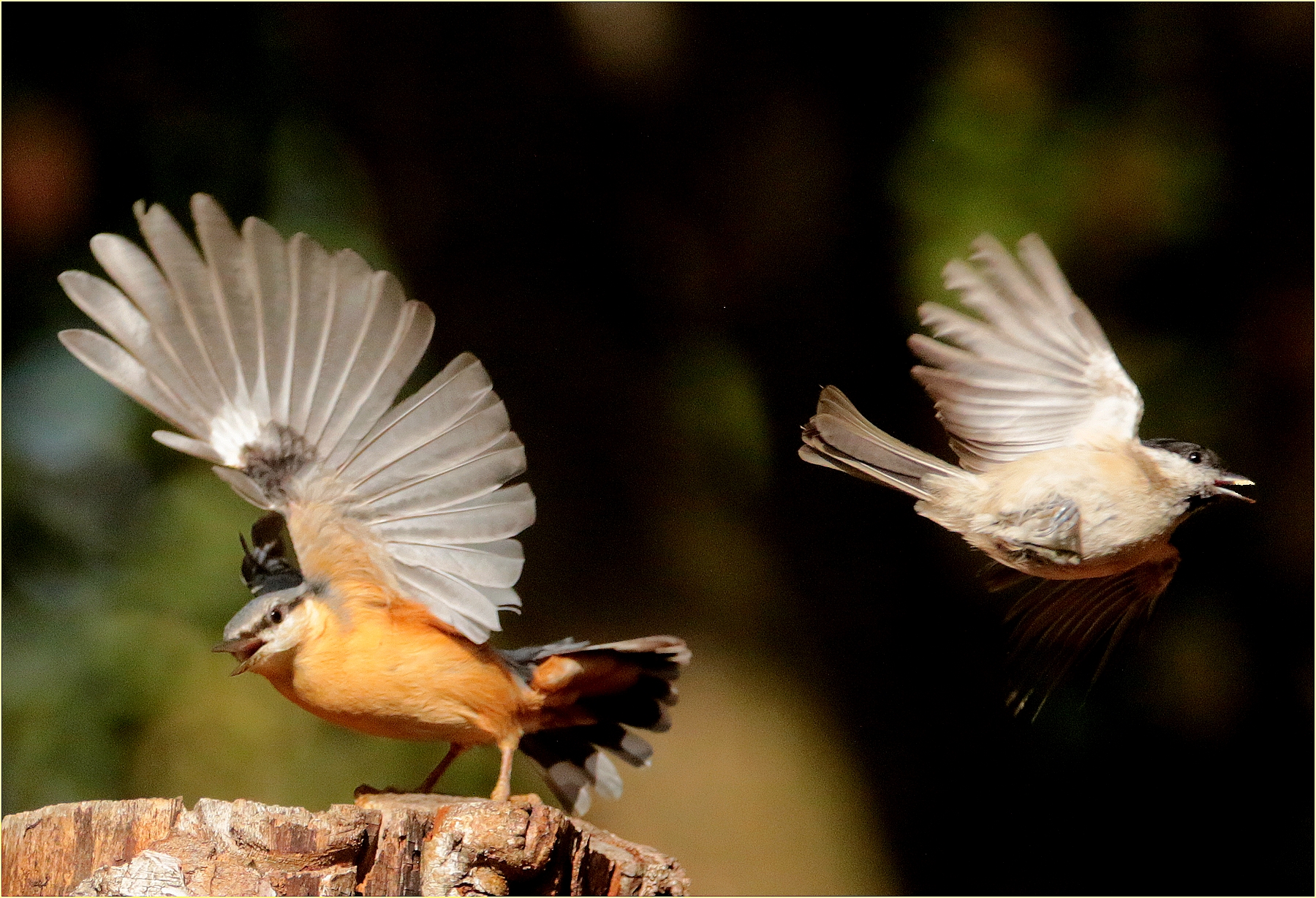 '' Woodpecker Mason and the ''