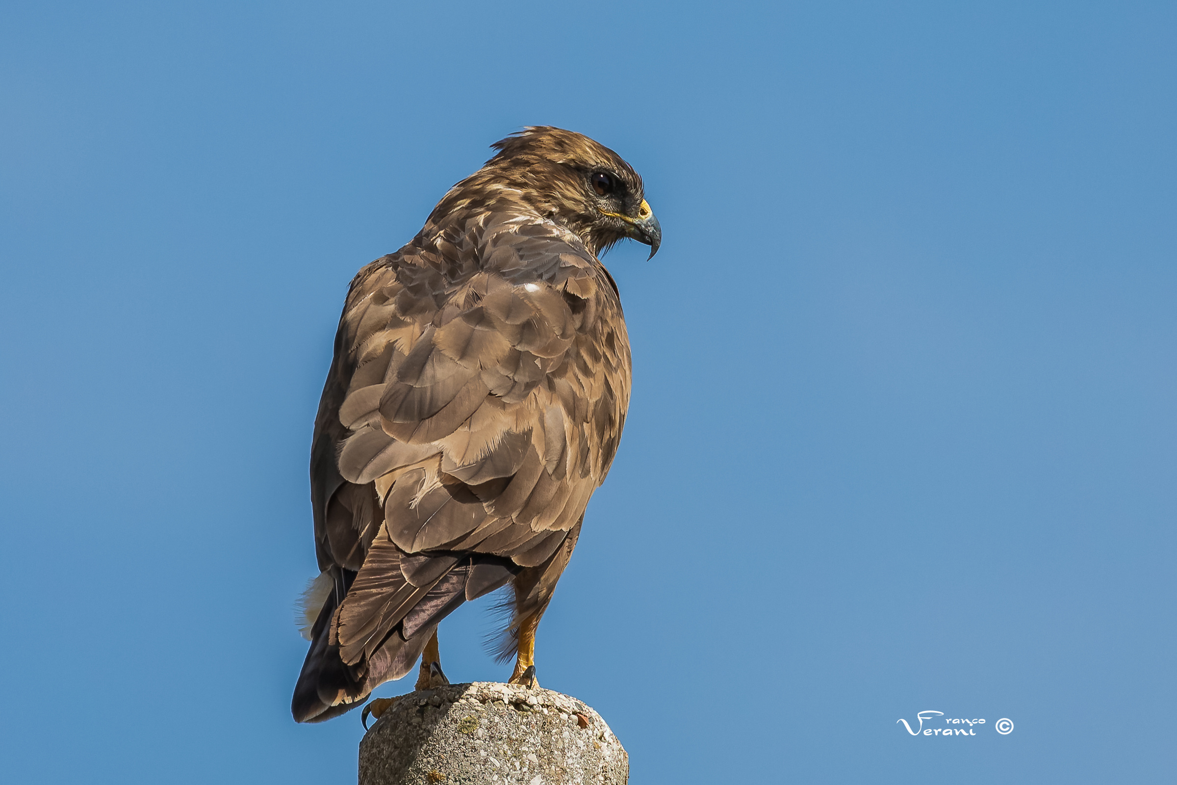 Poiana Buteo Buteo