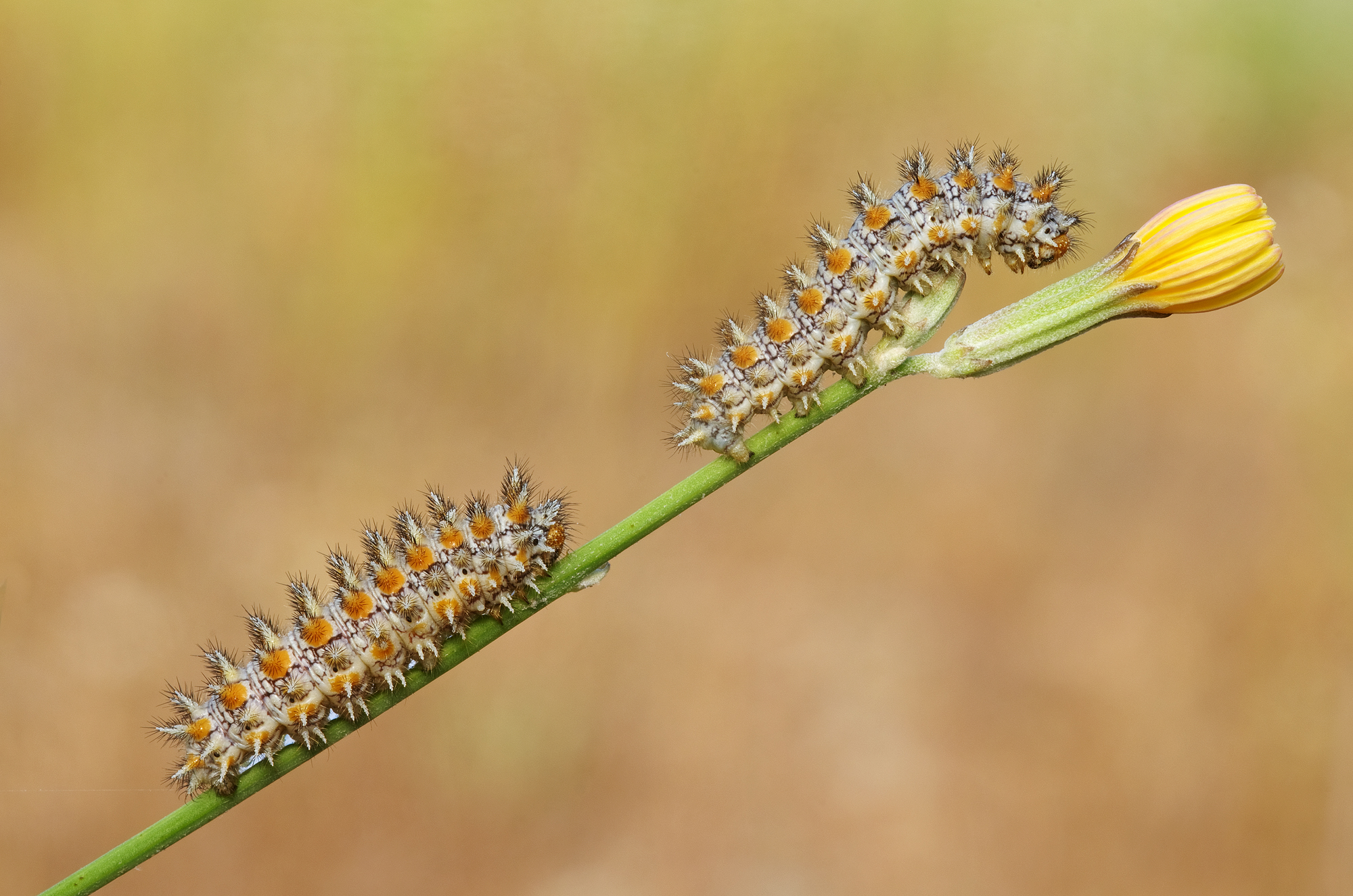 We will be two beautiful melitees