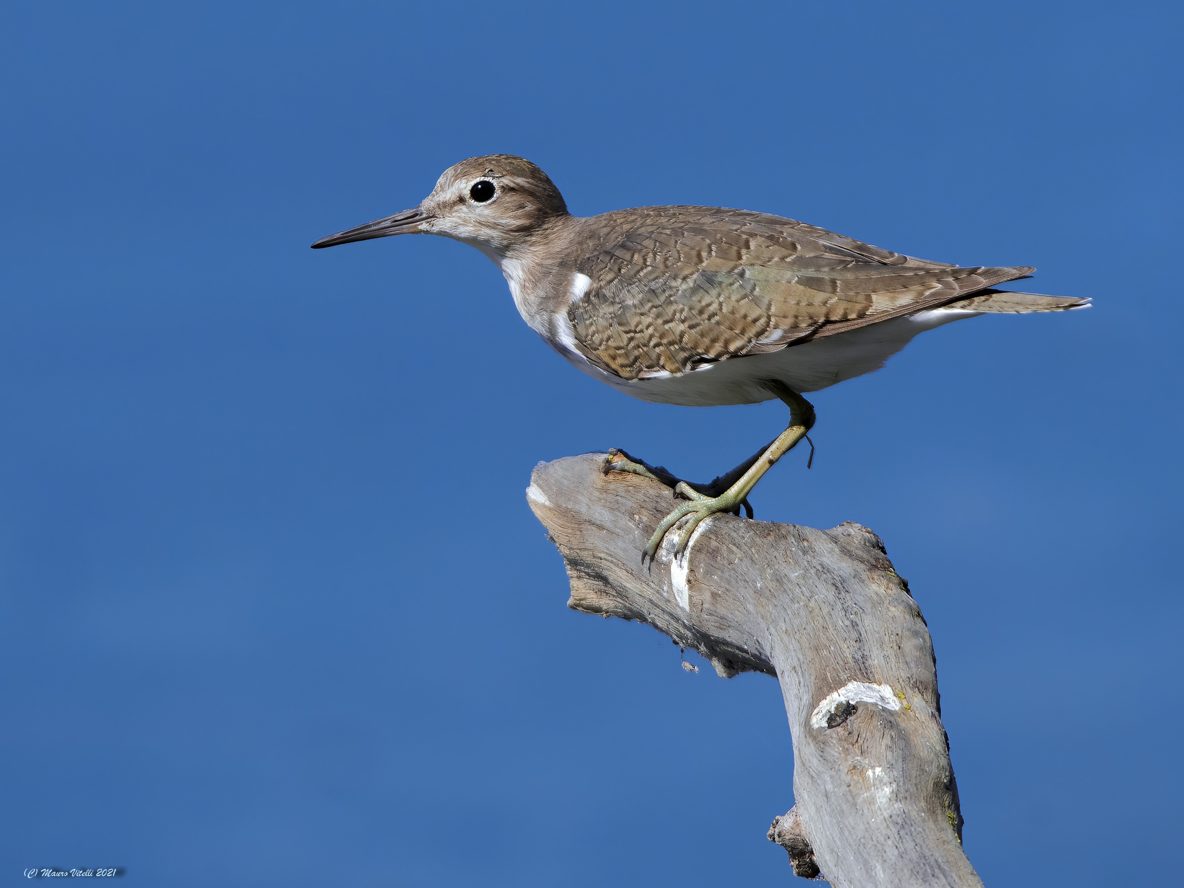 Small pyro pyro (Actitis hypoleucos)