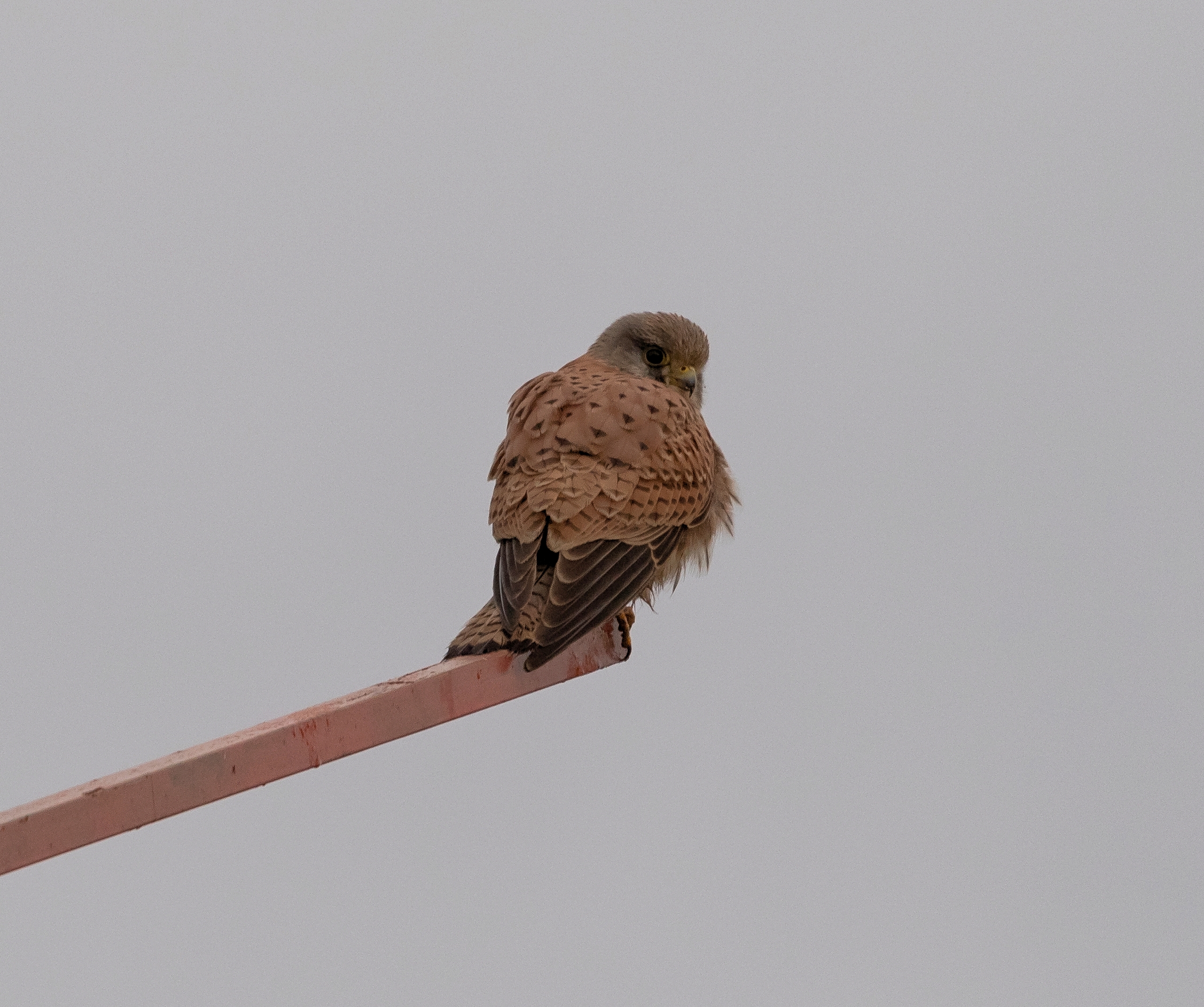 Gheppio femmina in sosta 7/01/2021