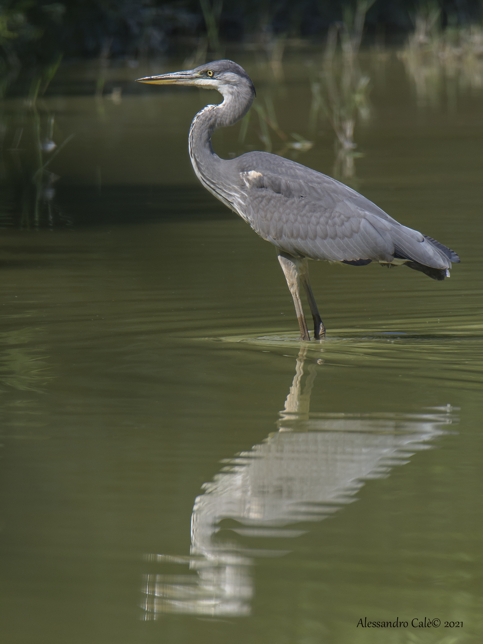 Ardea cinerea (Airone cenerino) 8774