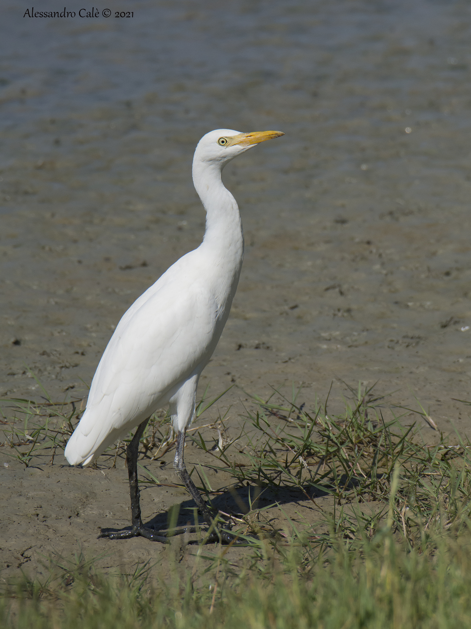Bubulcus ibis (Airone guardabuoi) 8817