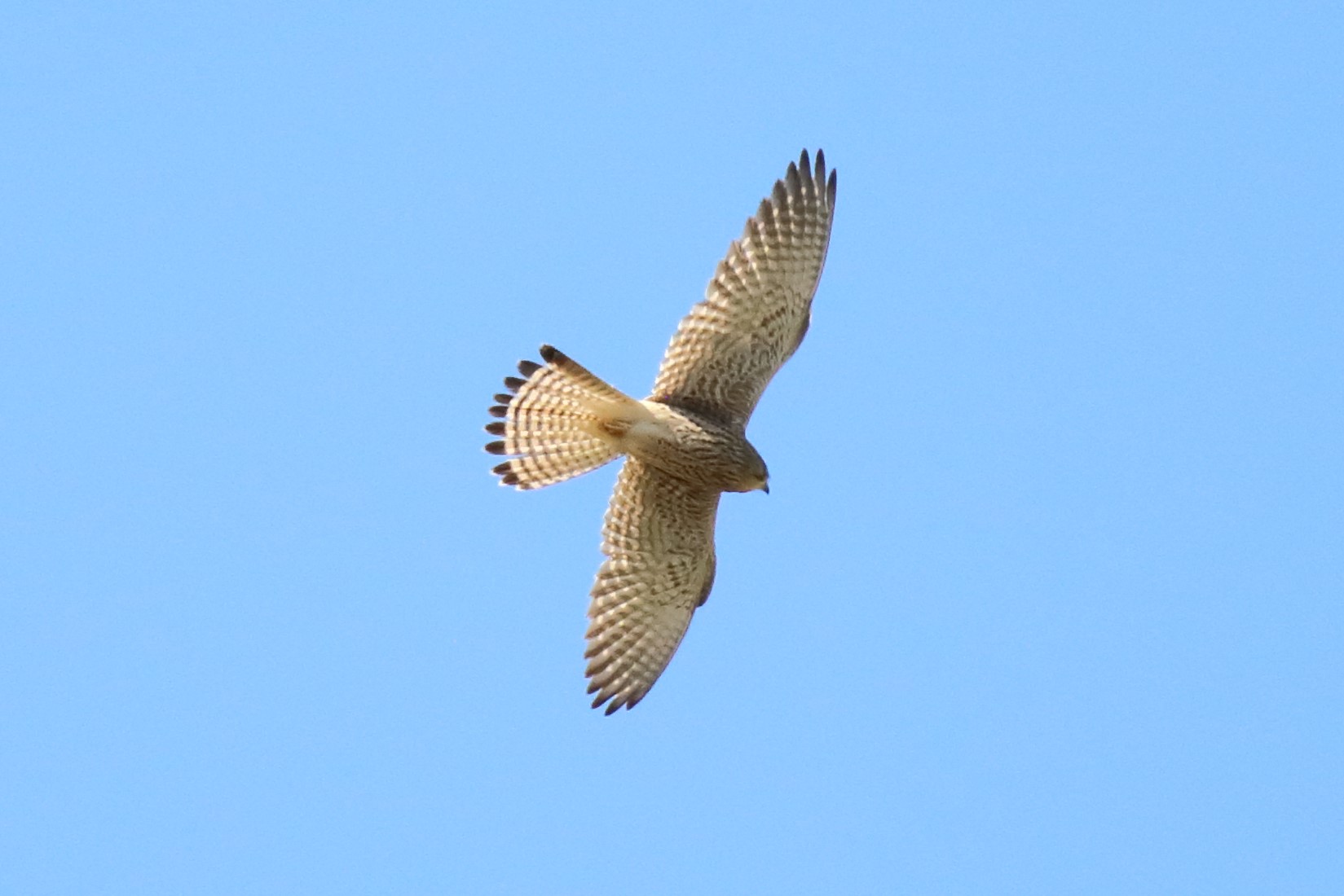 Kestrel