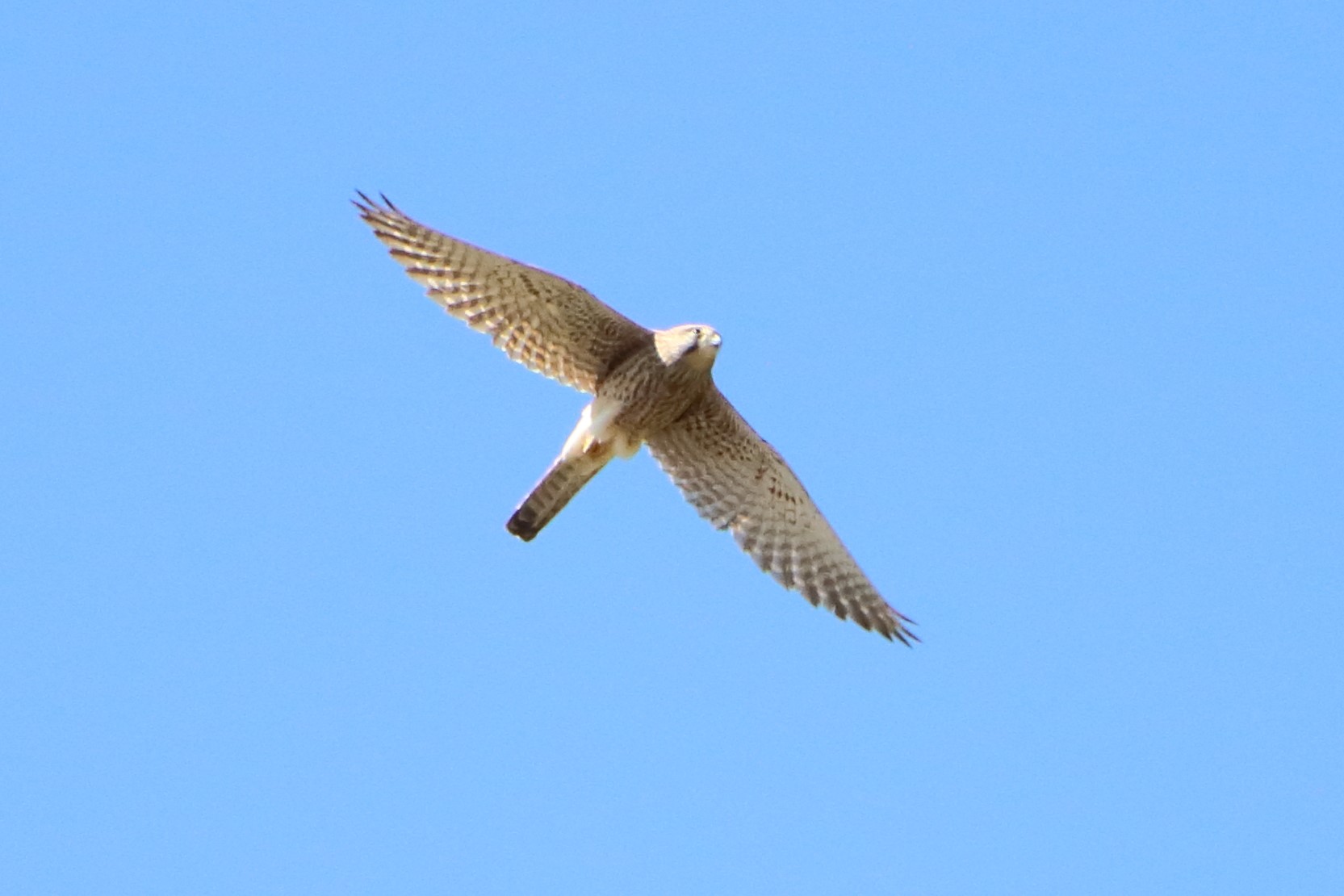 Kestrel