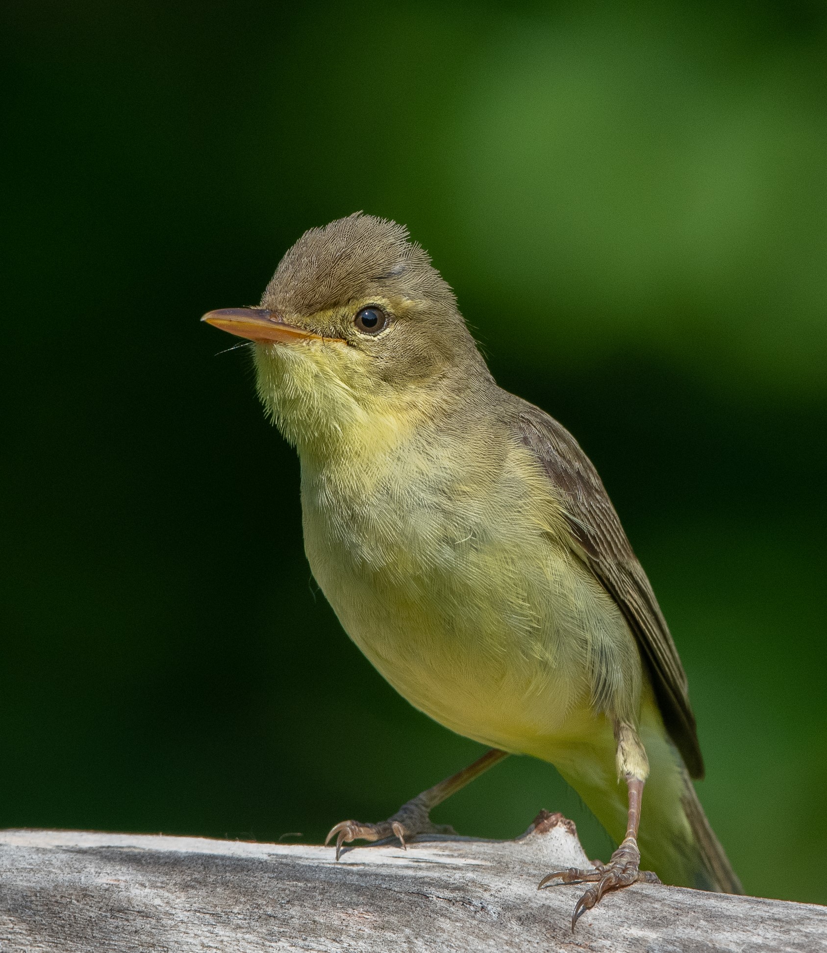 Canapino dall'occhio vispo