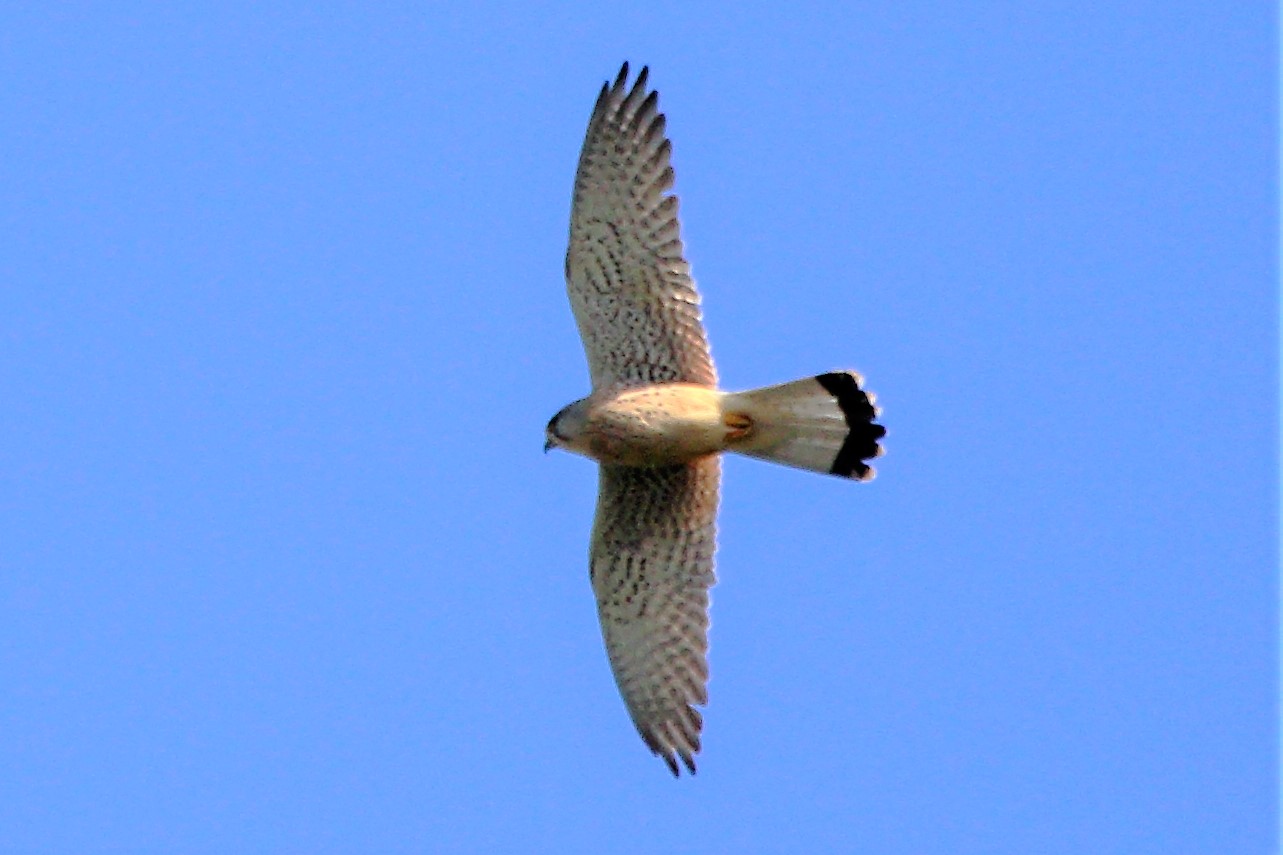 kestrel