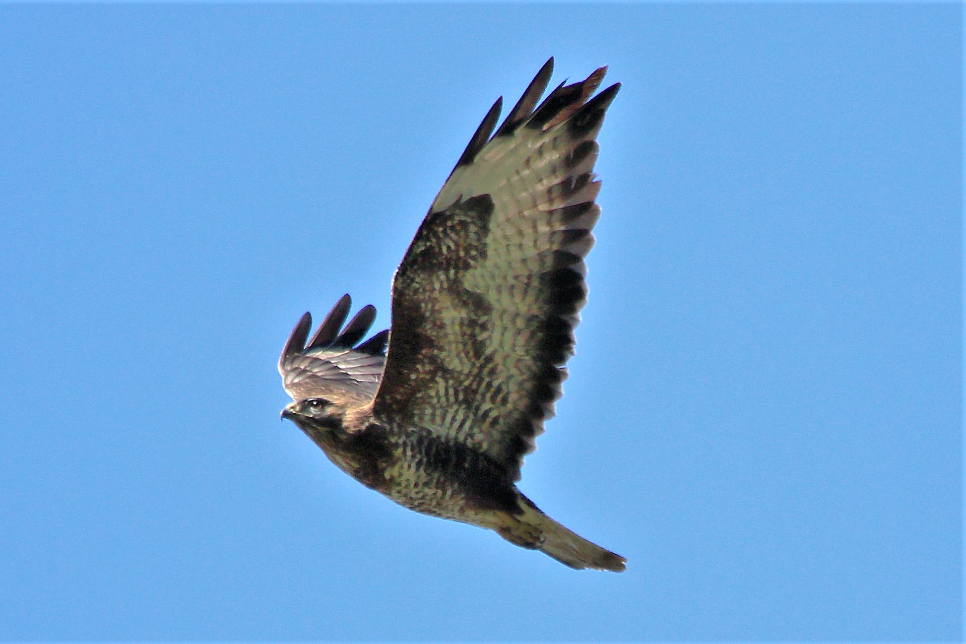 Buteo