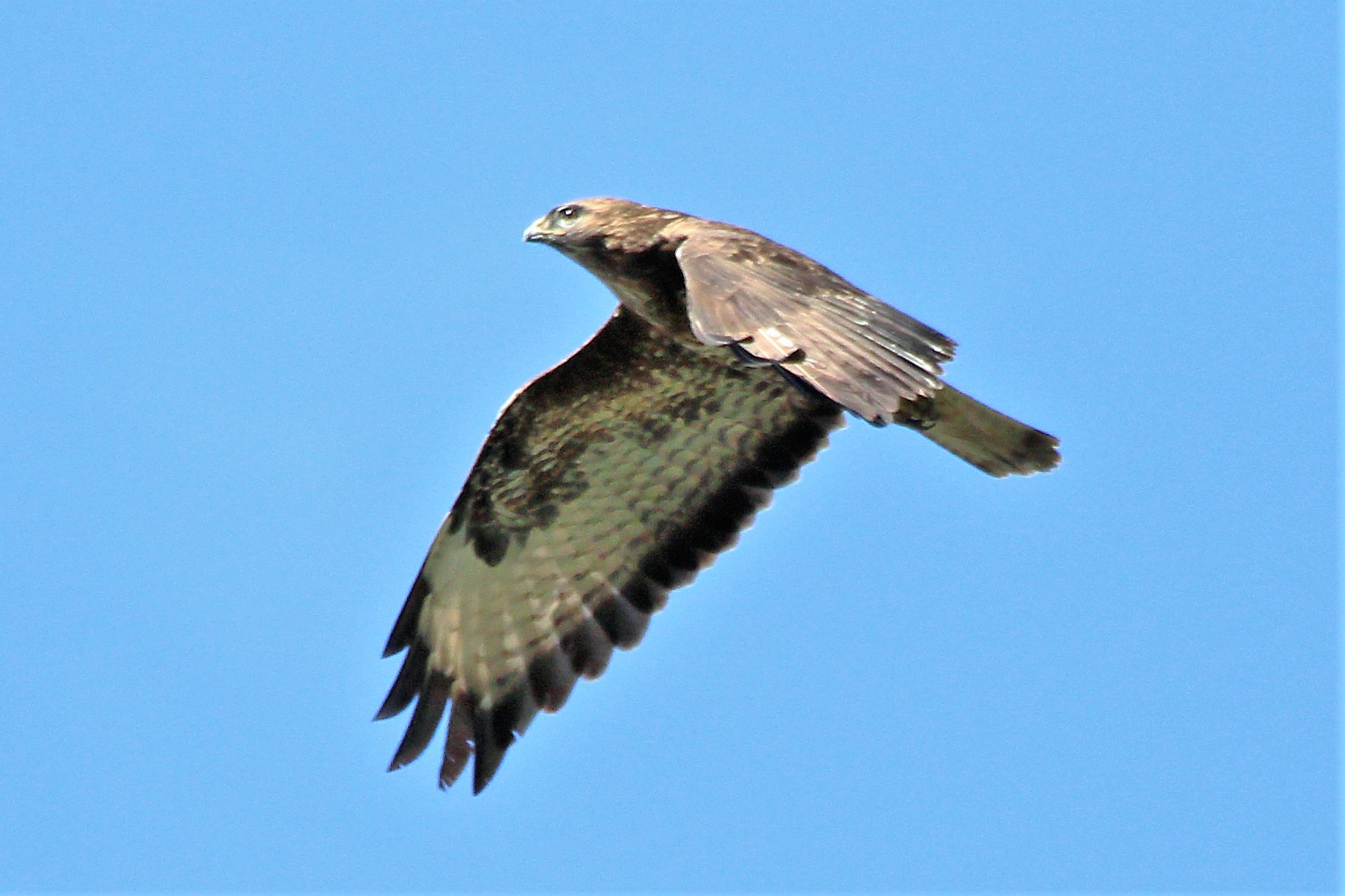 Buteo