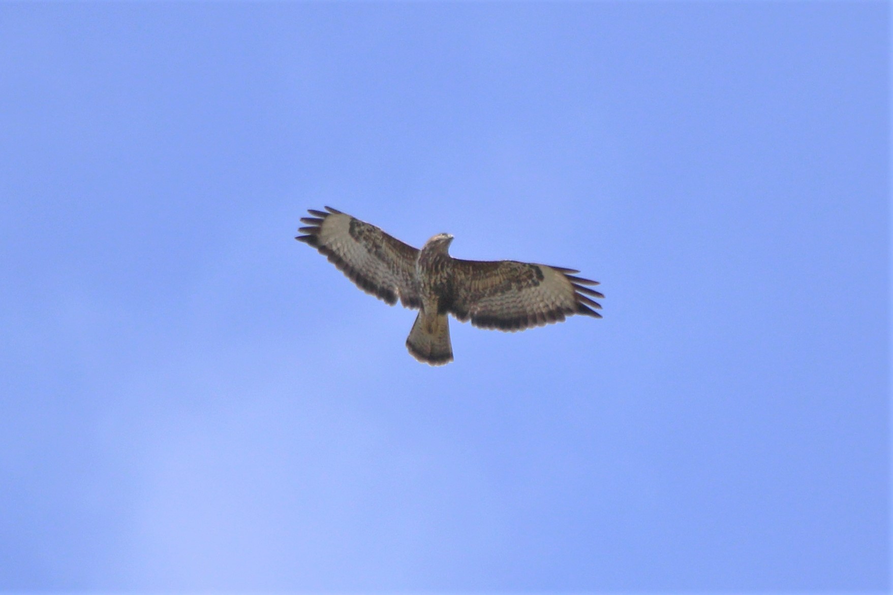 Buteo