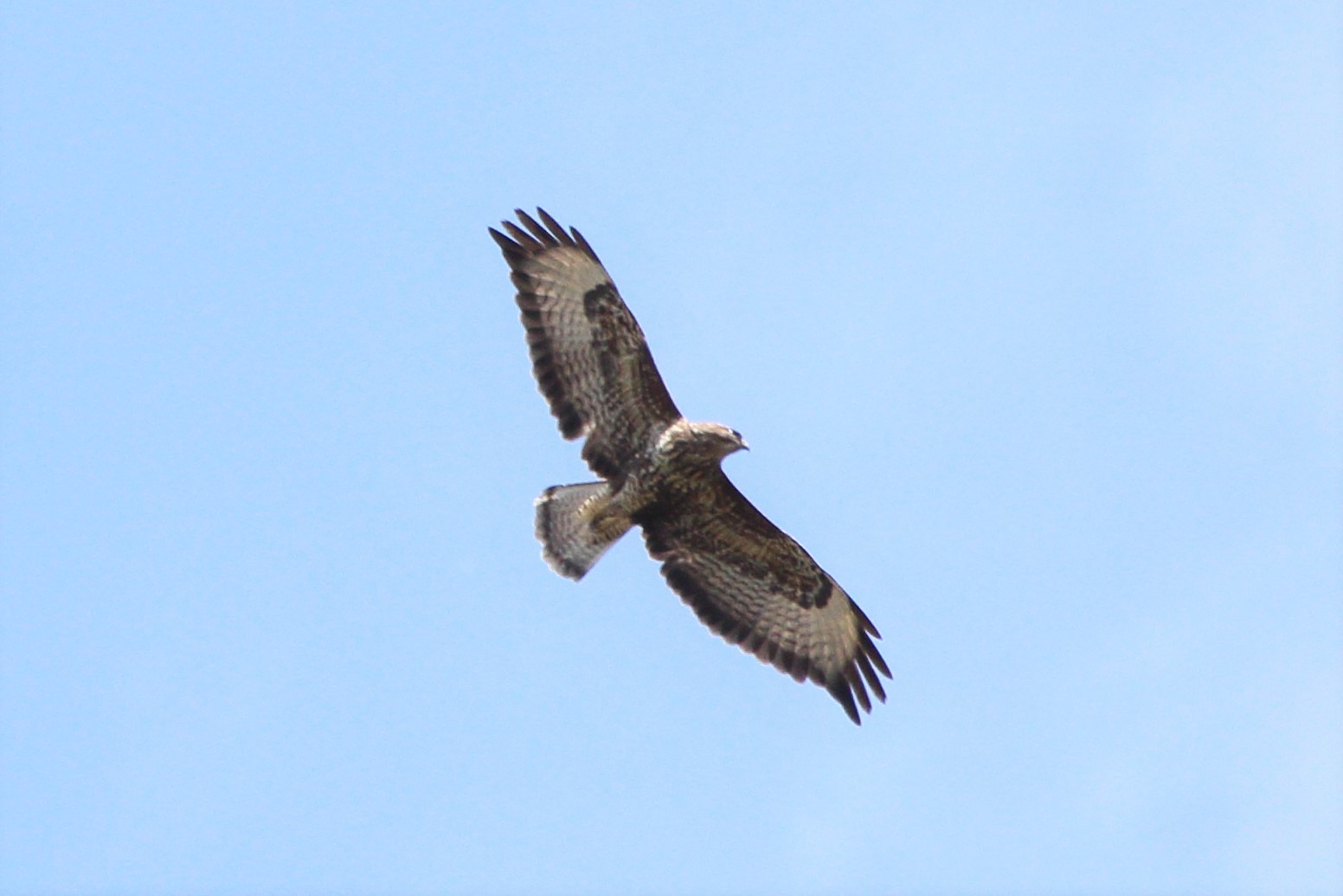 Buteo