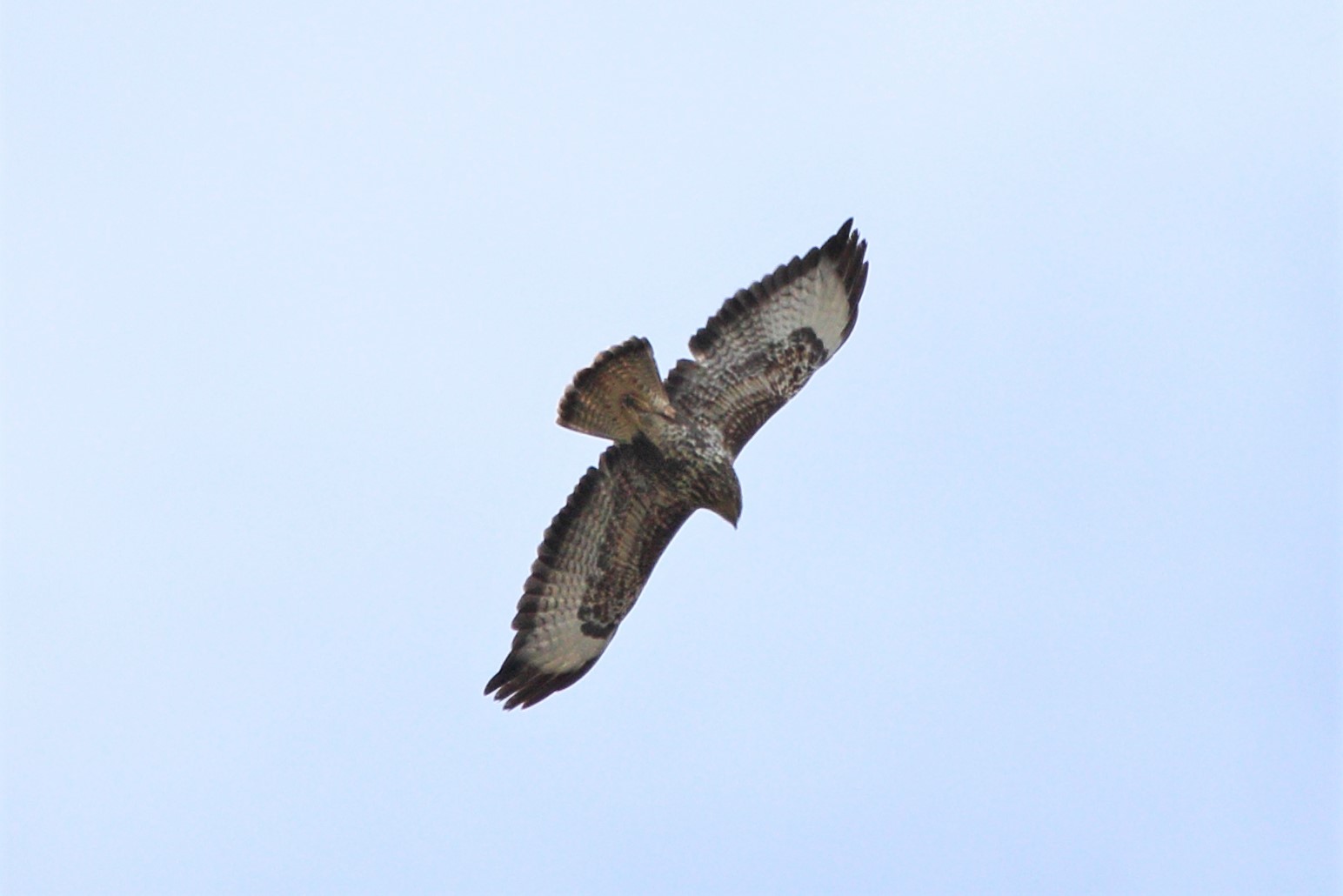 Buteo