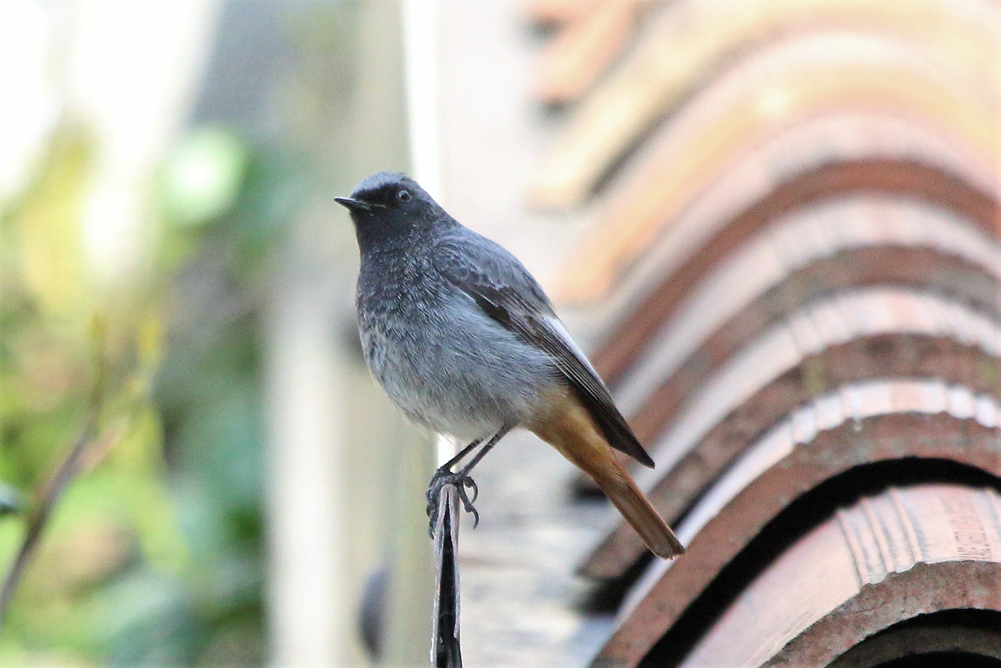redstart
