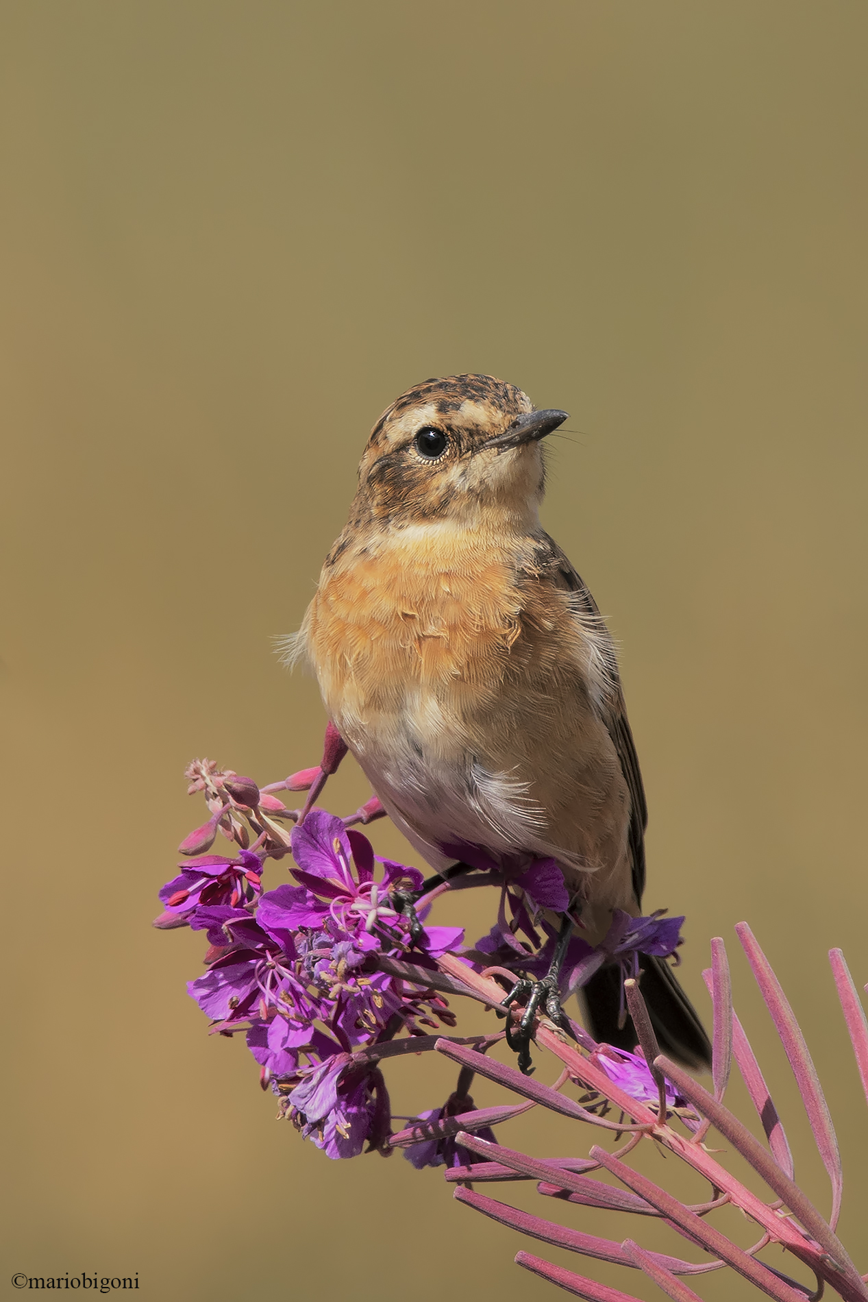 Whinchat