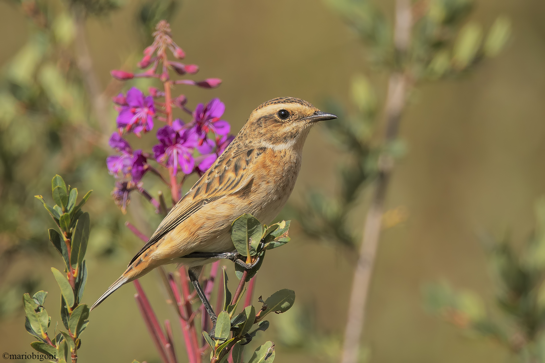 Whinchat