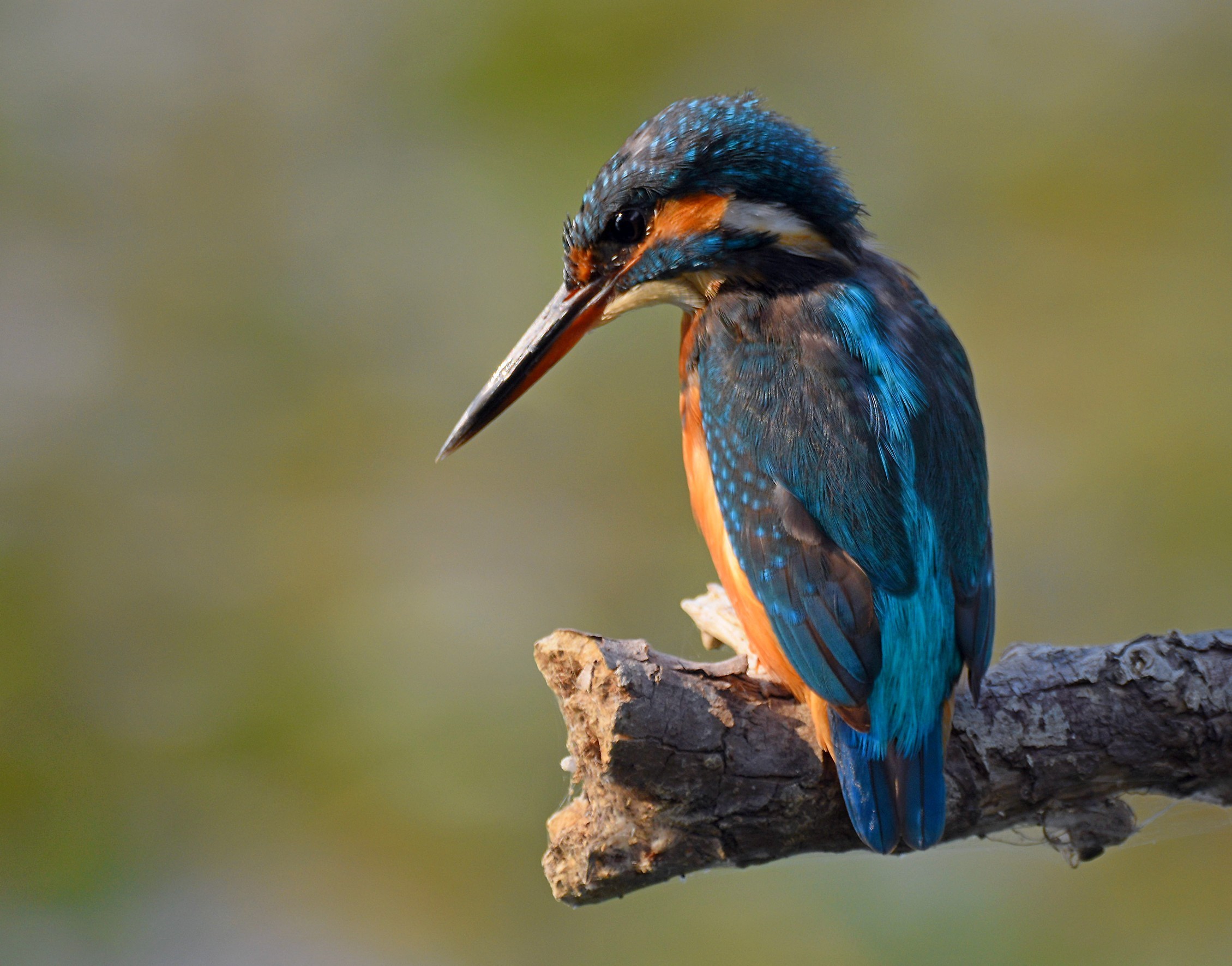 Martin pescatore (Alcedo atthis)