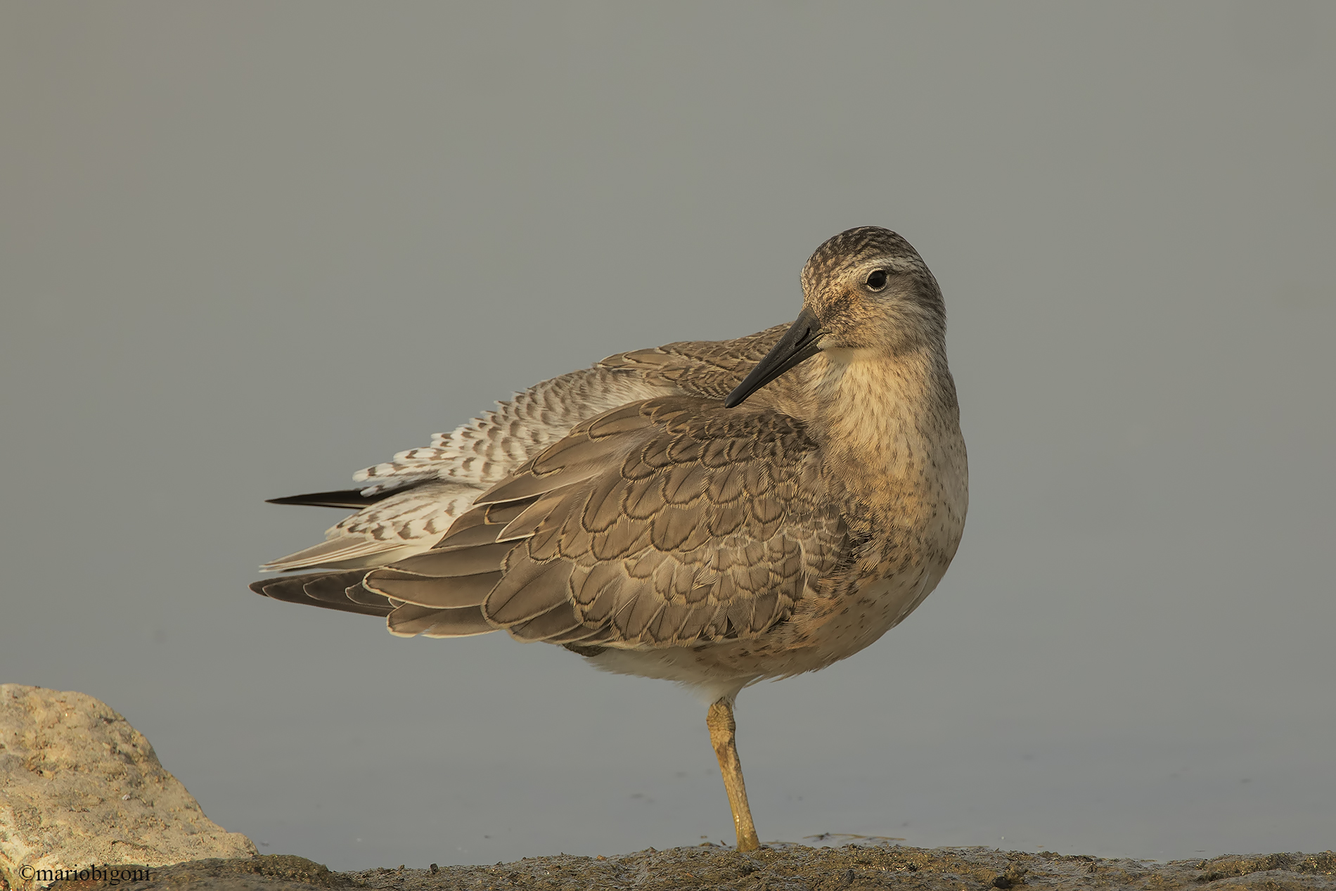 Red knot