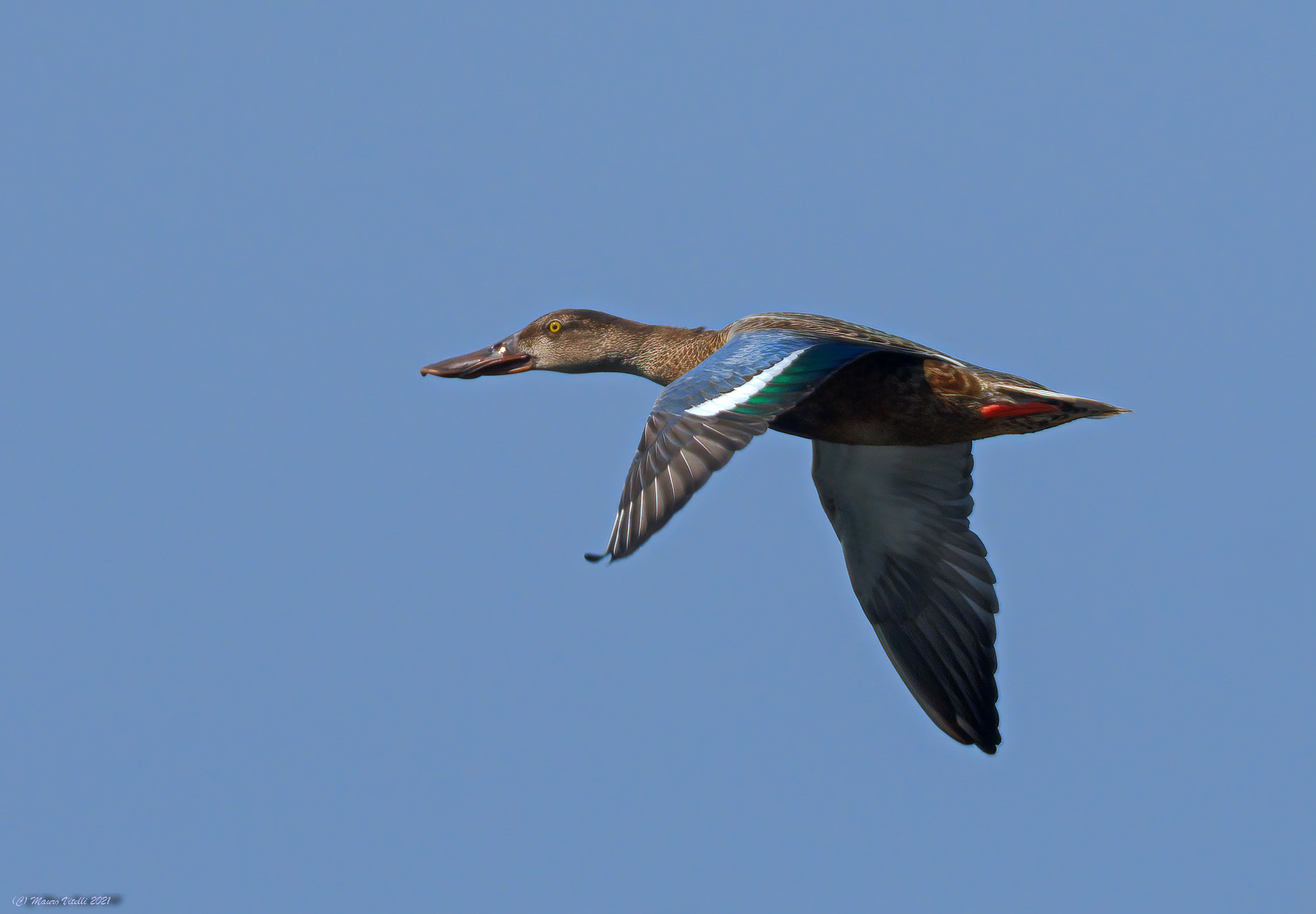 Ladle (Anas Clypeata)
