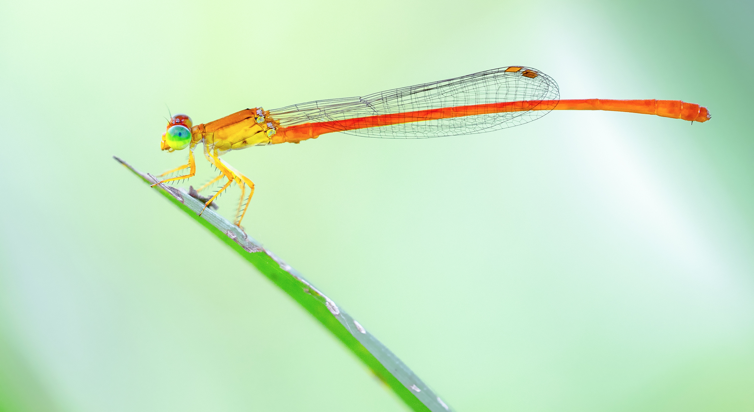 damselfly