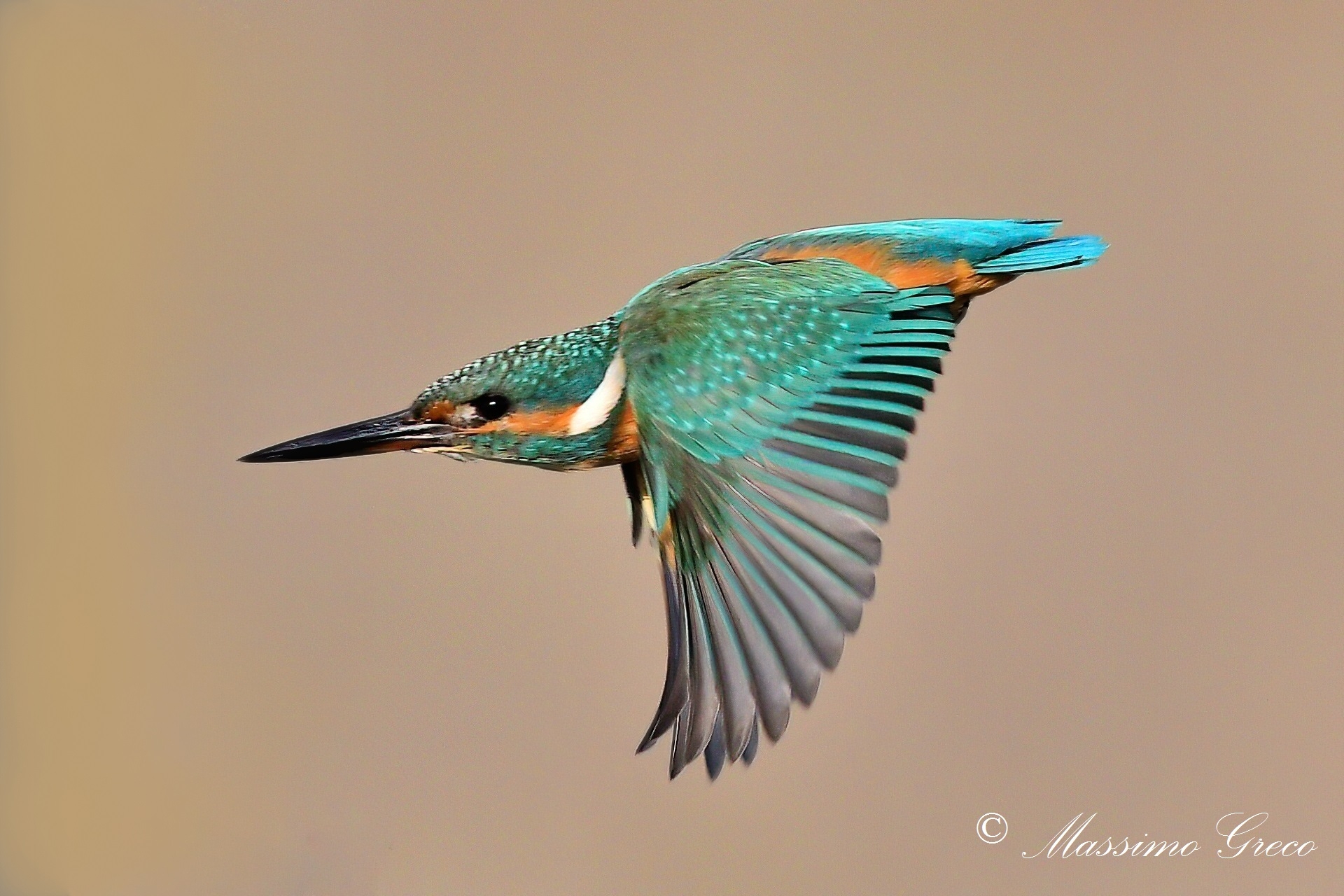 Kingfisher