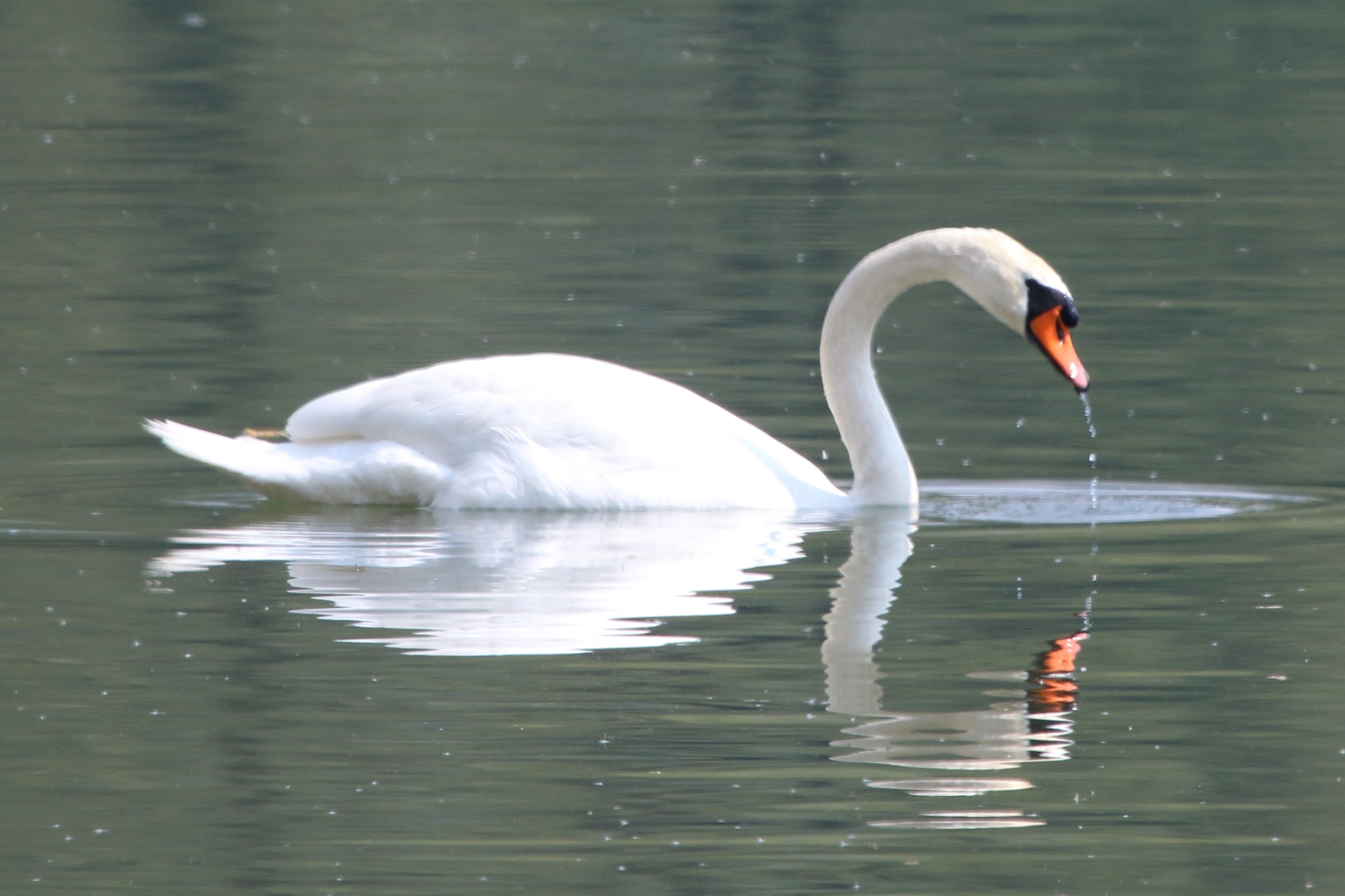 swan