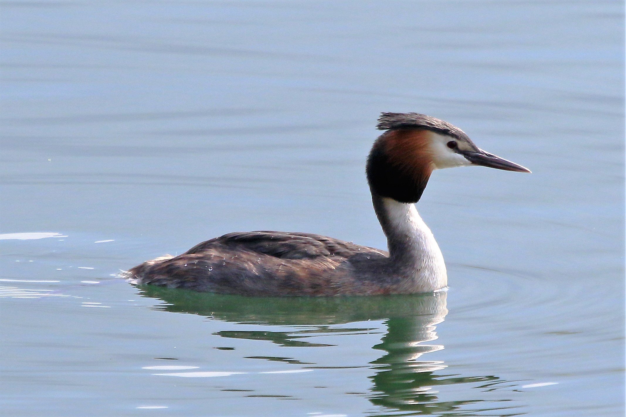 grebe