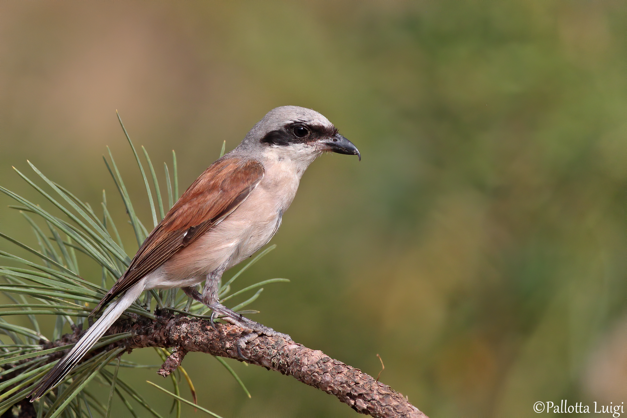 Averla piccola (Lanius collurio)