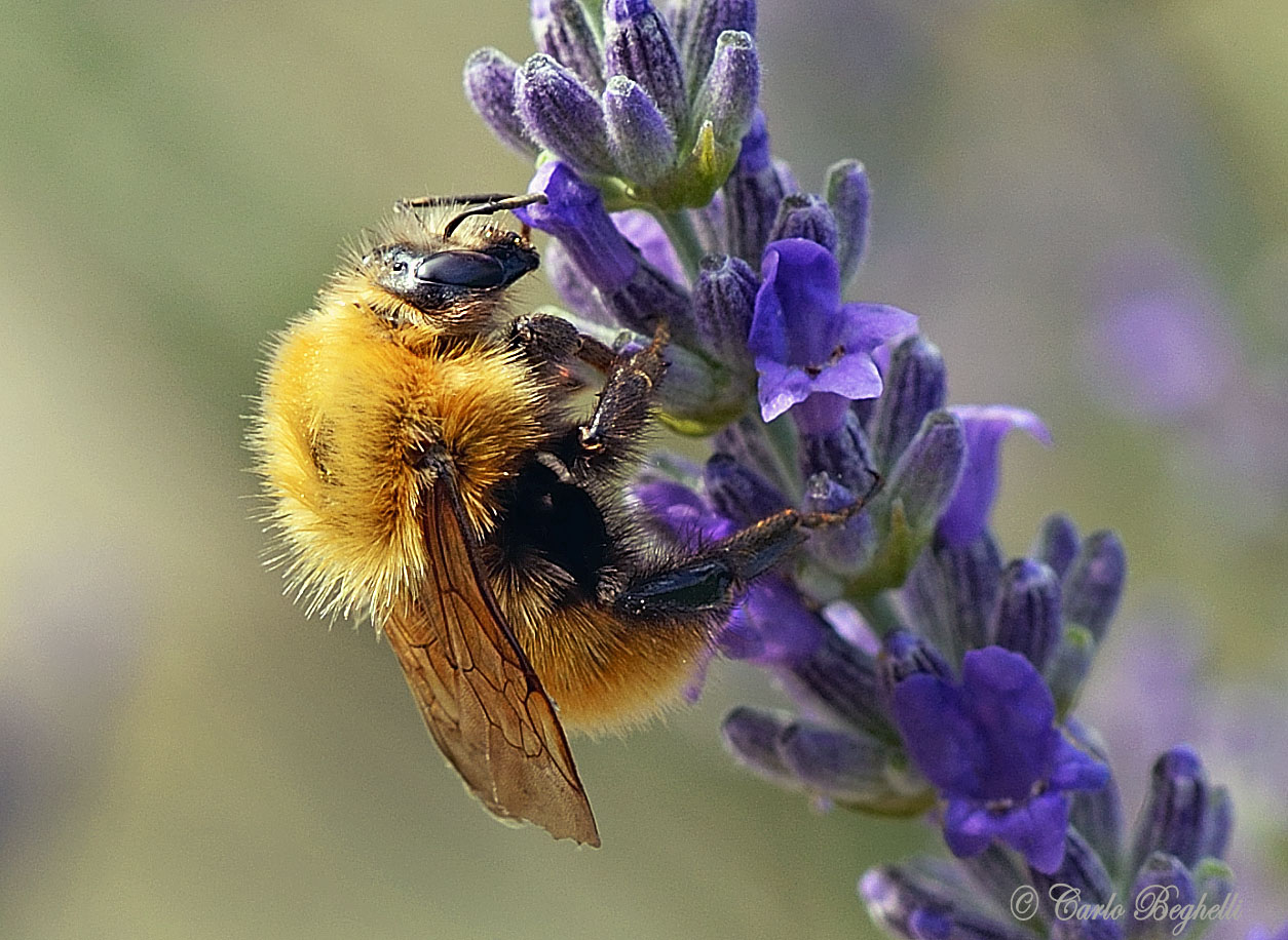 Osmia on lavender