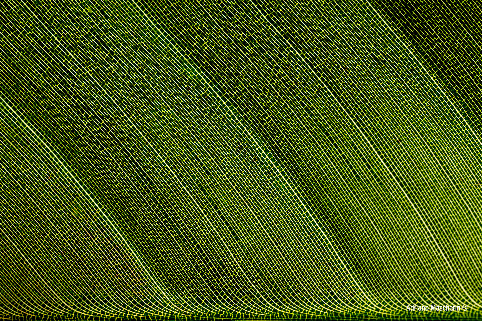 Pavimenti....naturali