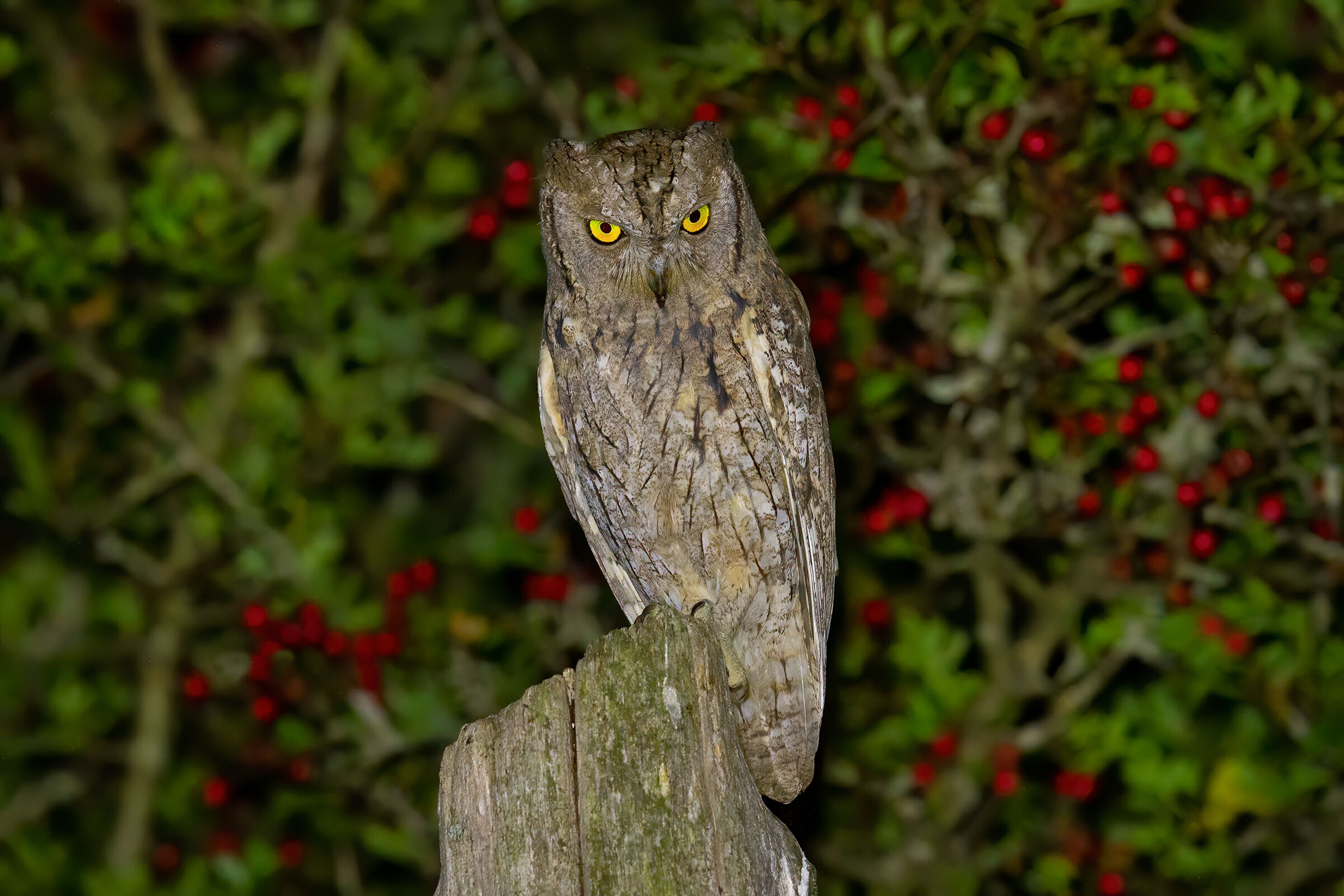Scops owl