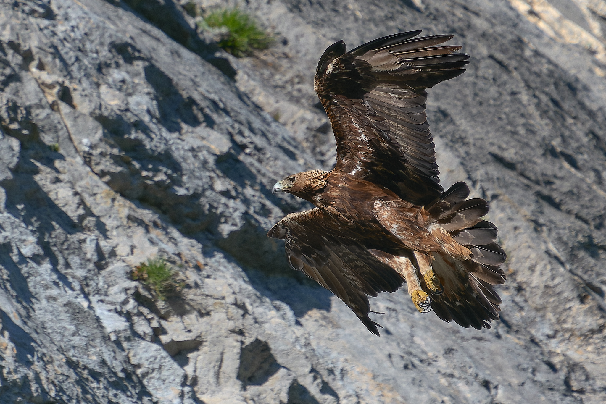 Golden eagle