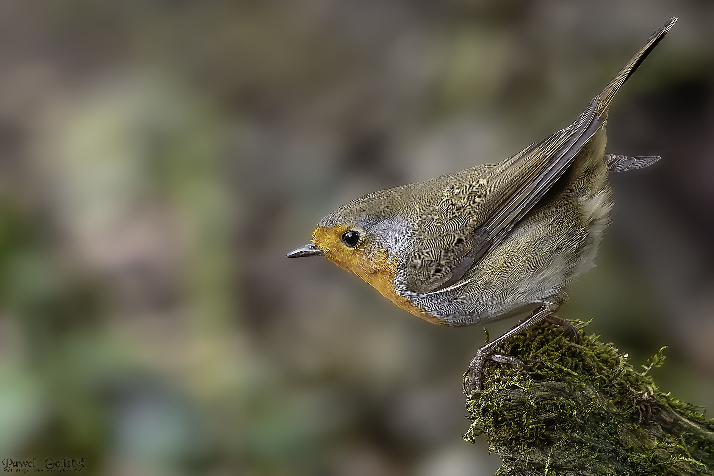 Pettirosso europeo (Erithacus rubecula)