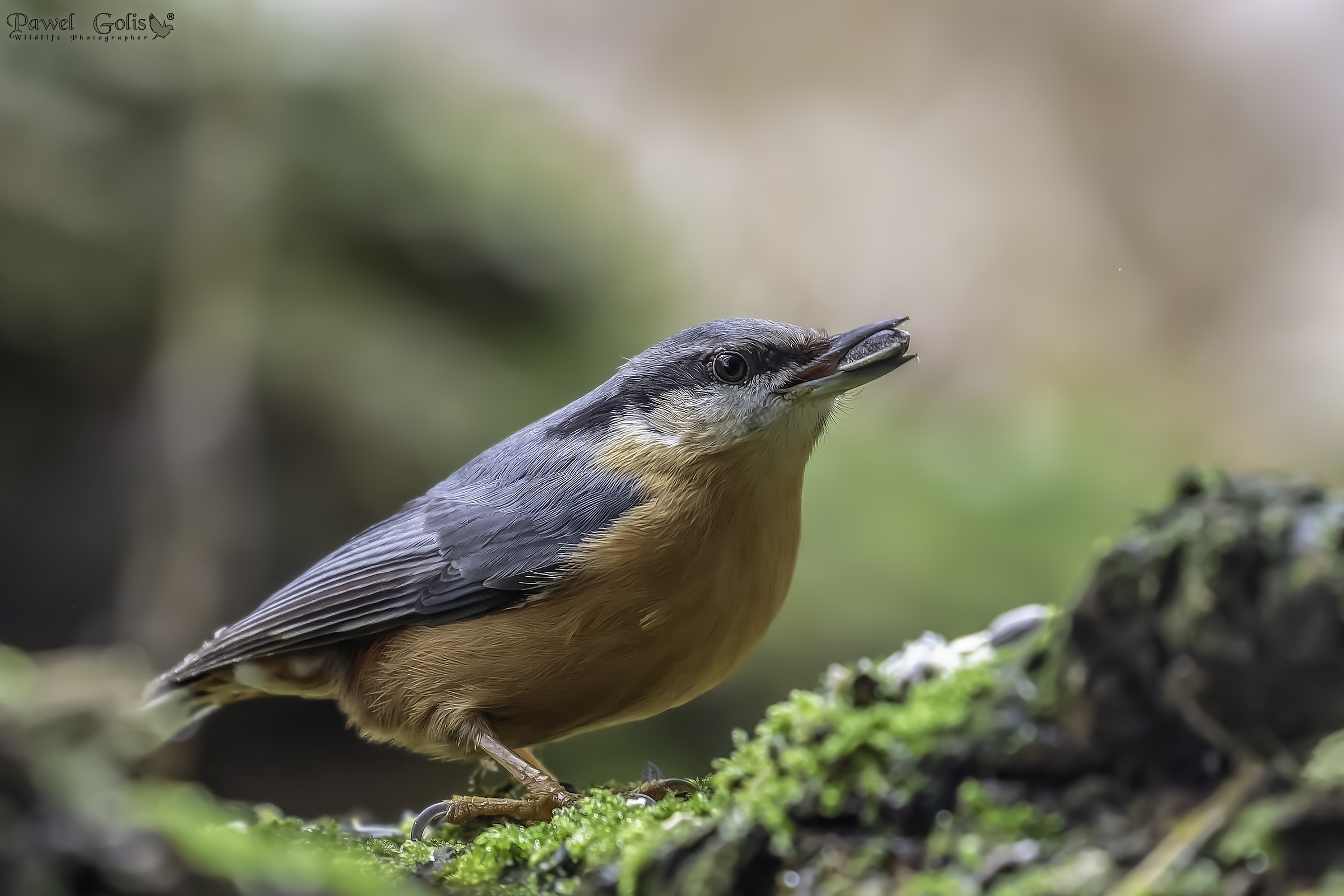 Nuthatch (Sitta europaea)