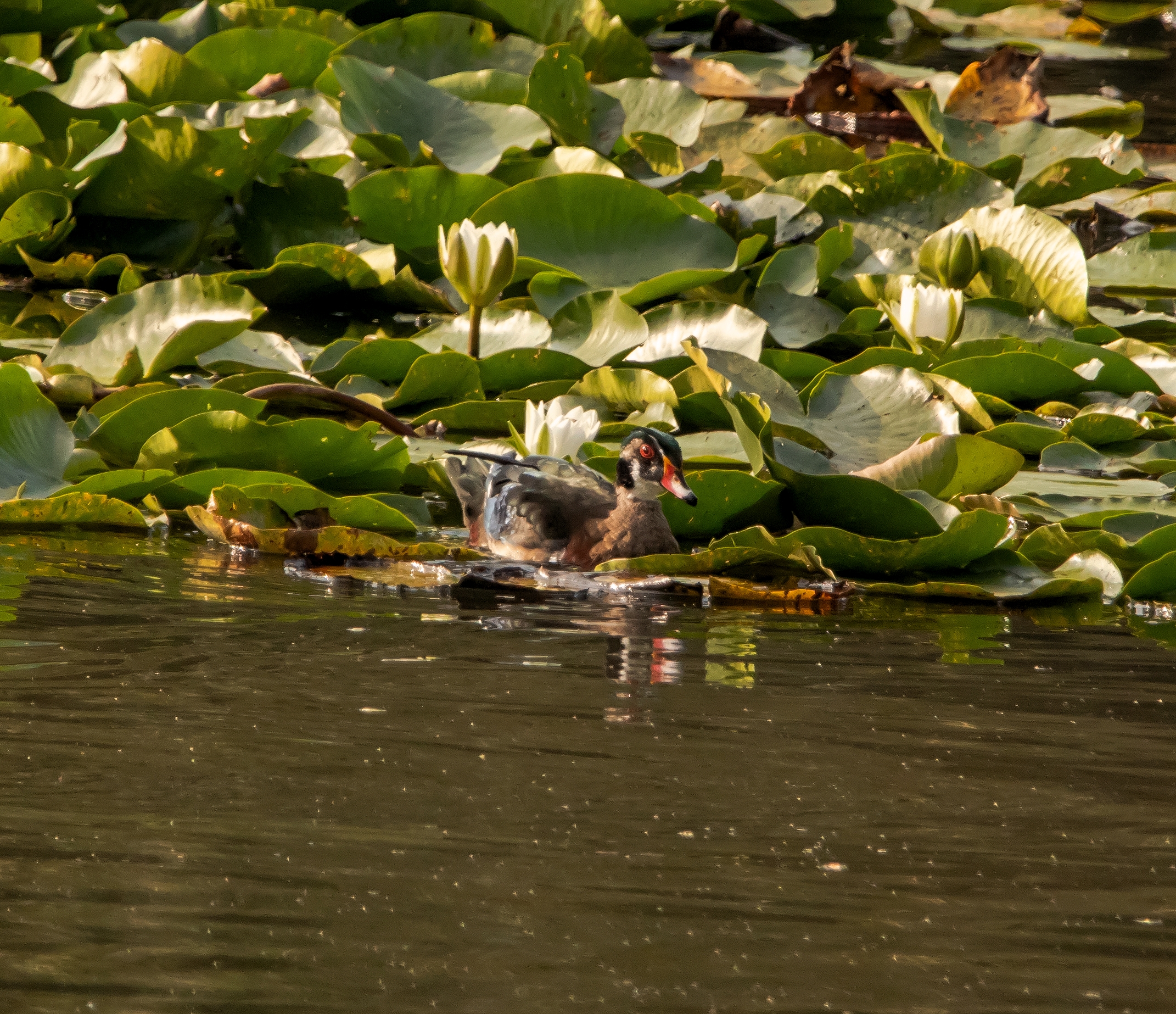 Anatra Sposa Oasi Lipu 9/09/2021