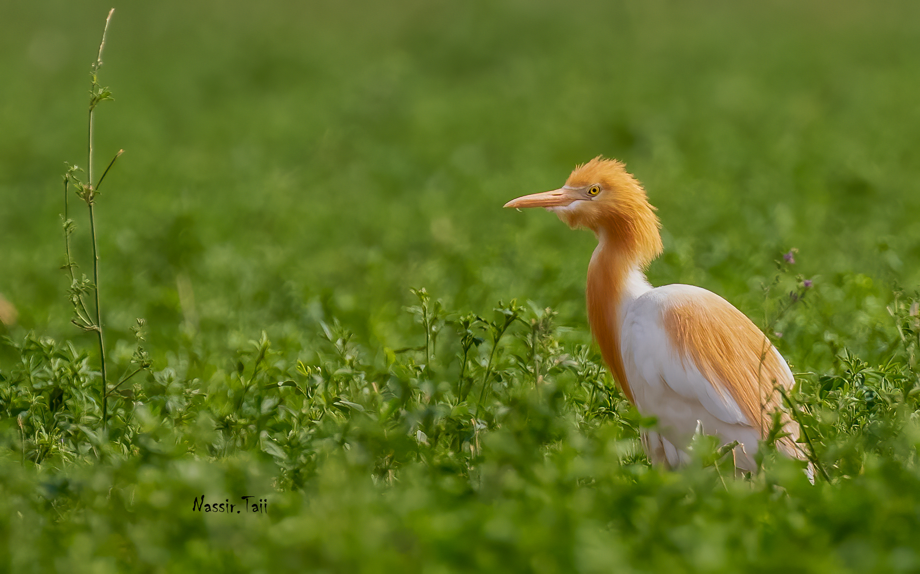 Garzetta bovina orientale
