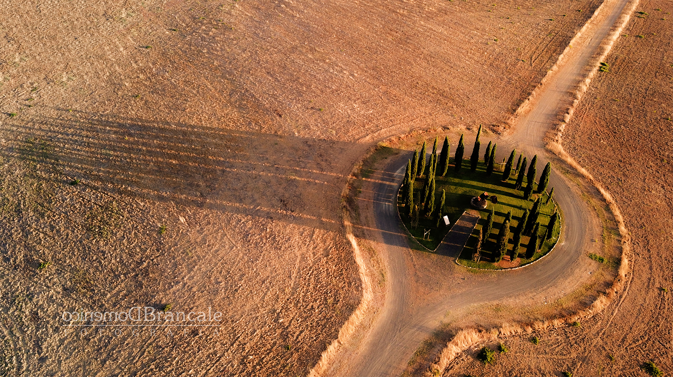 the cypresses of the miners