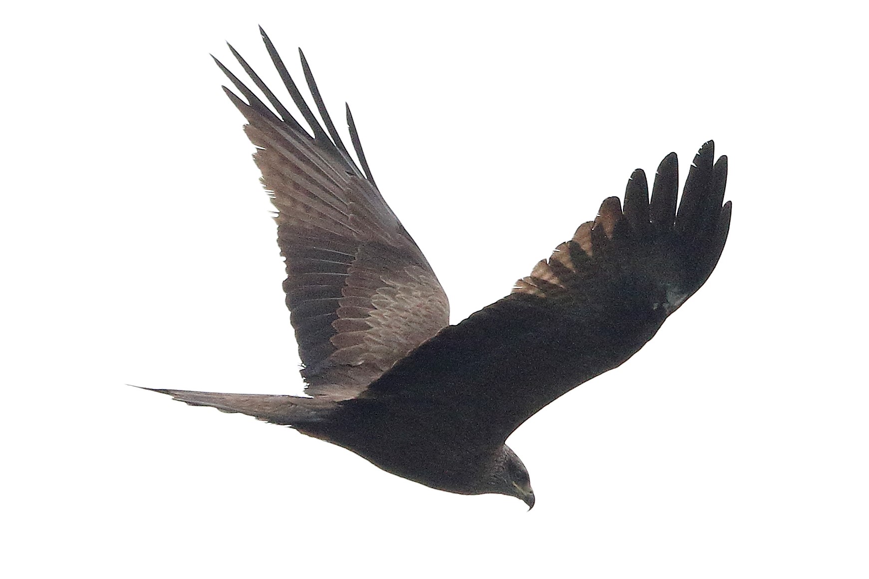 Black kite