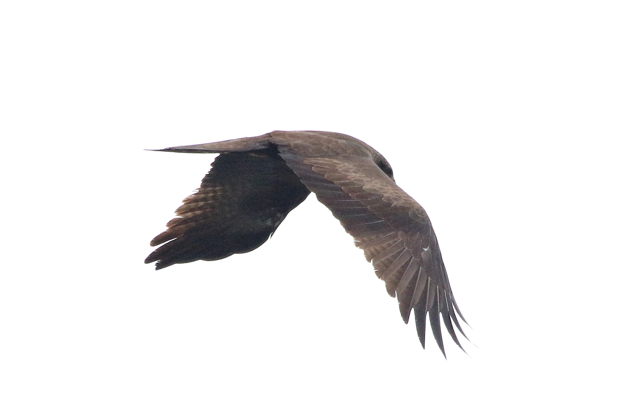 Black kite