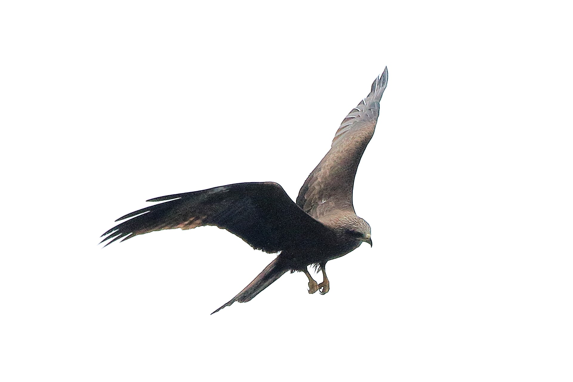 black kite