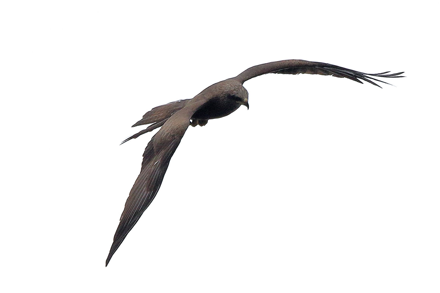 black kite