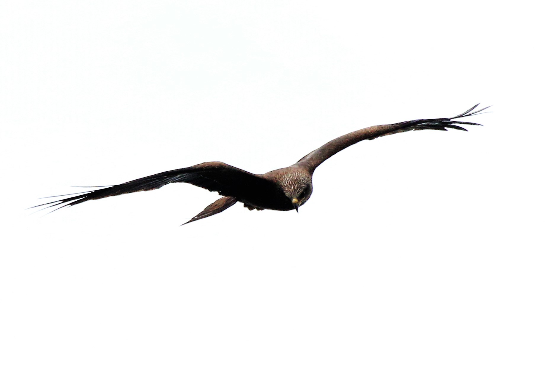 black kite