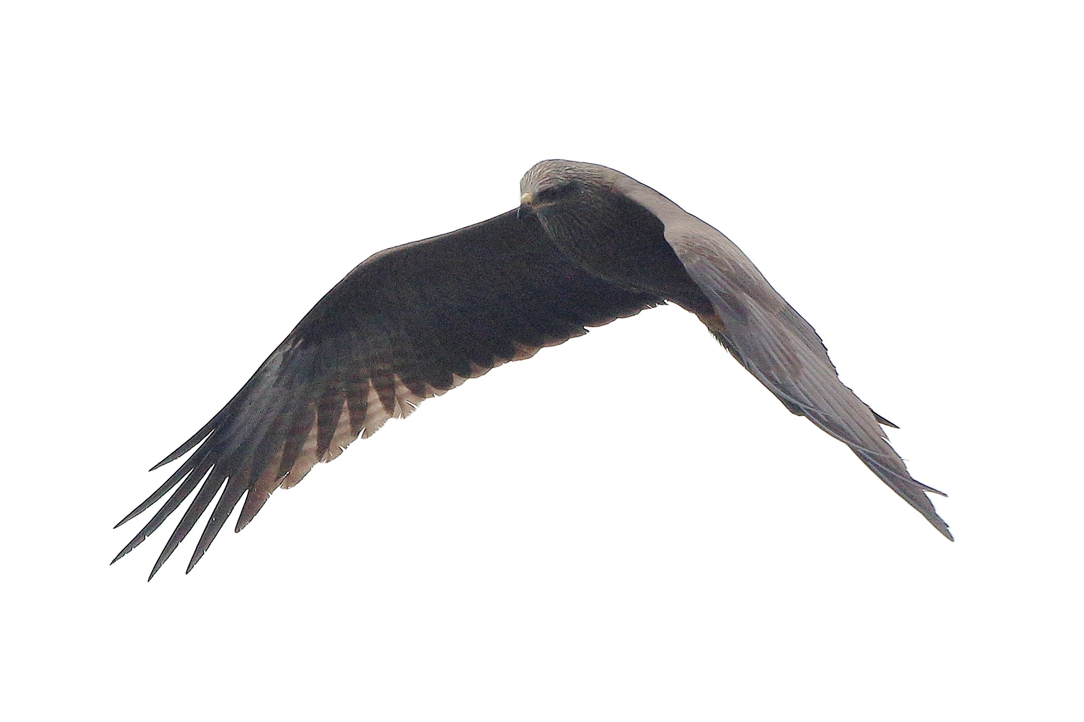 black kite