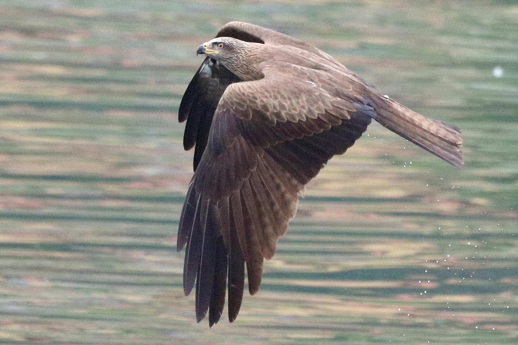 black kite