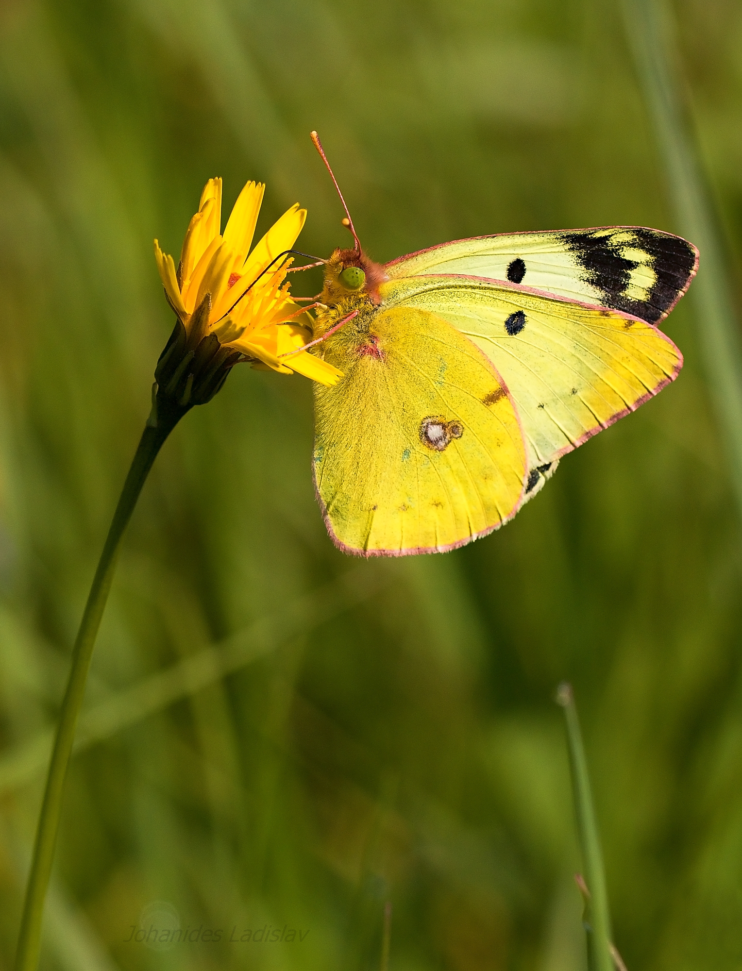 Colias sp.
