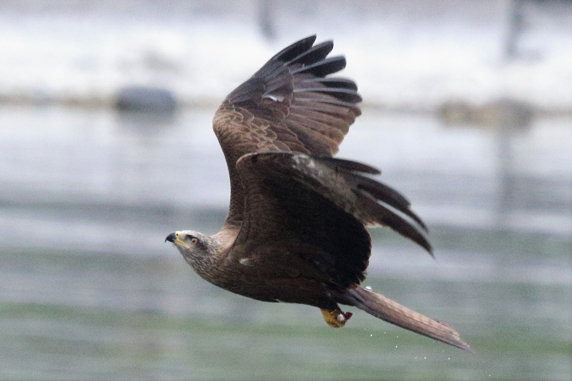 black kite