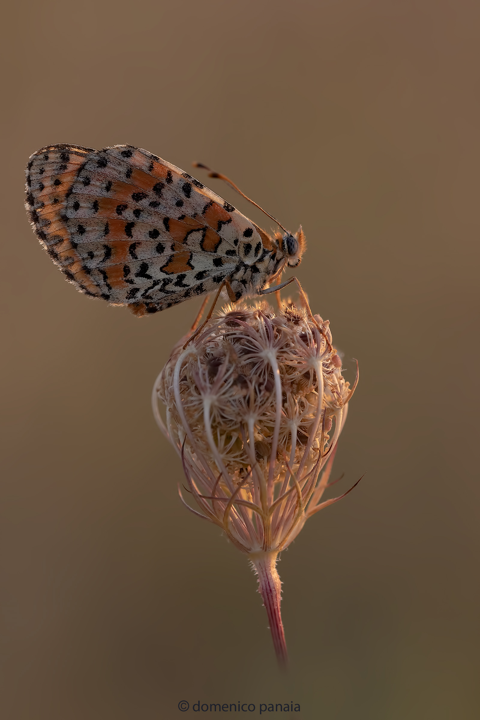 melitaea didyma