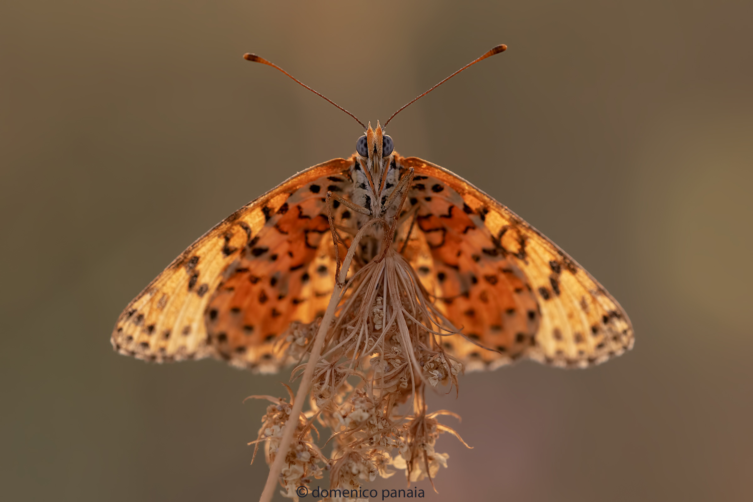 melitaea didyma